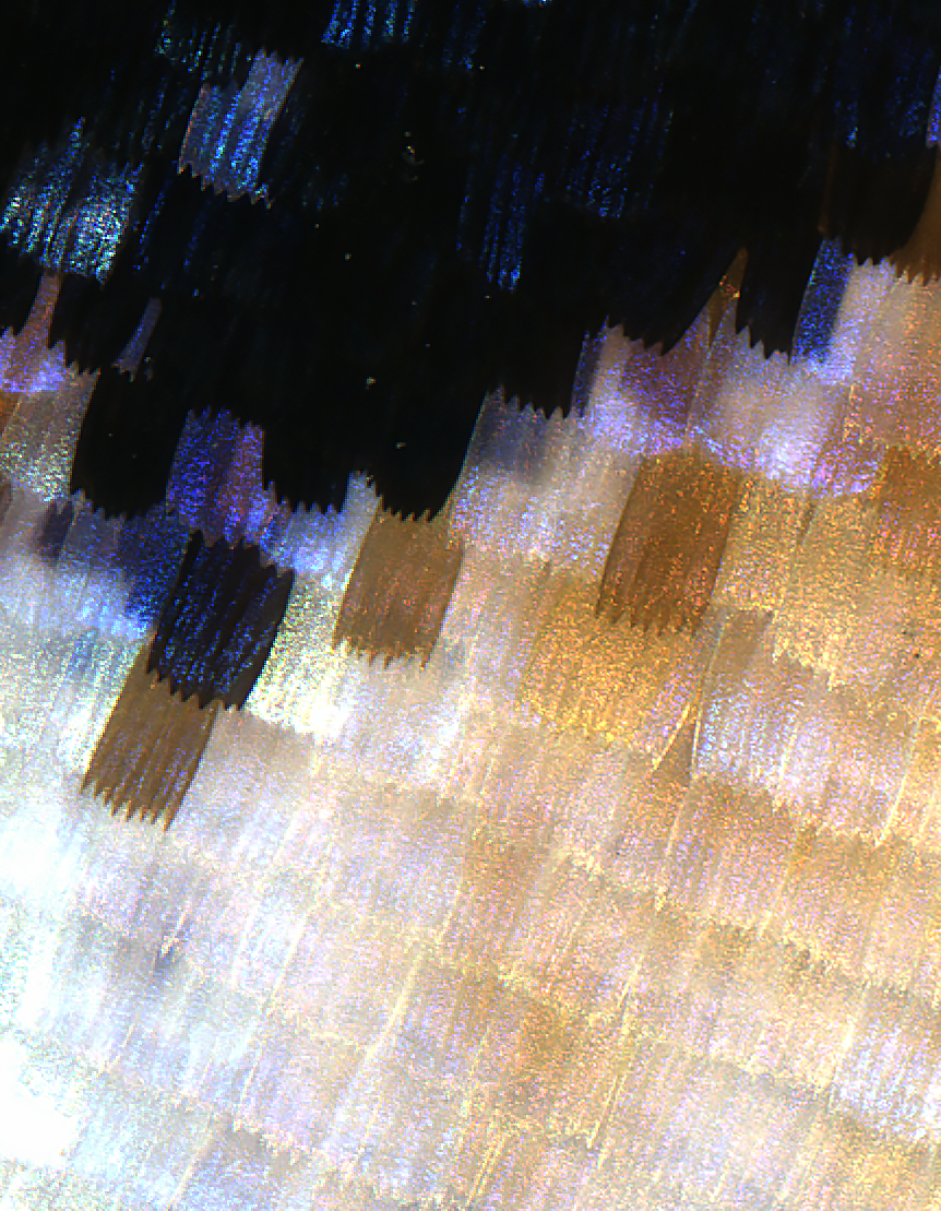 B_japetus_close-up.png