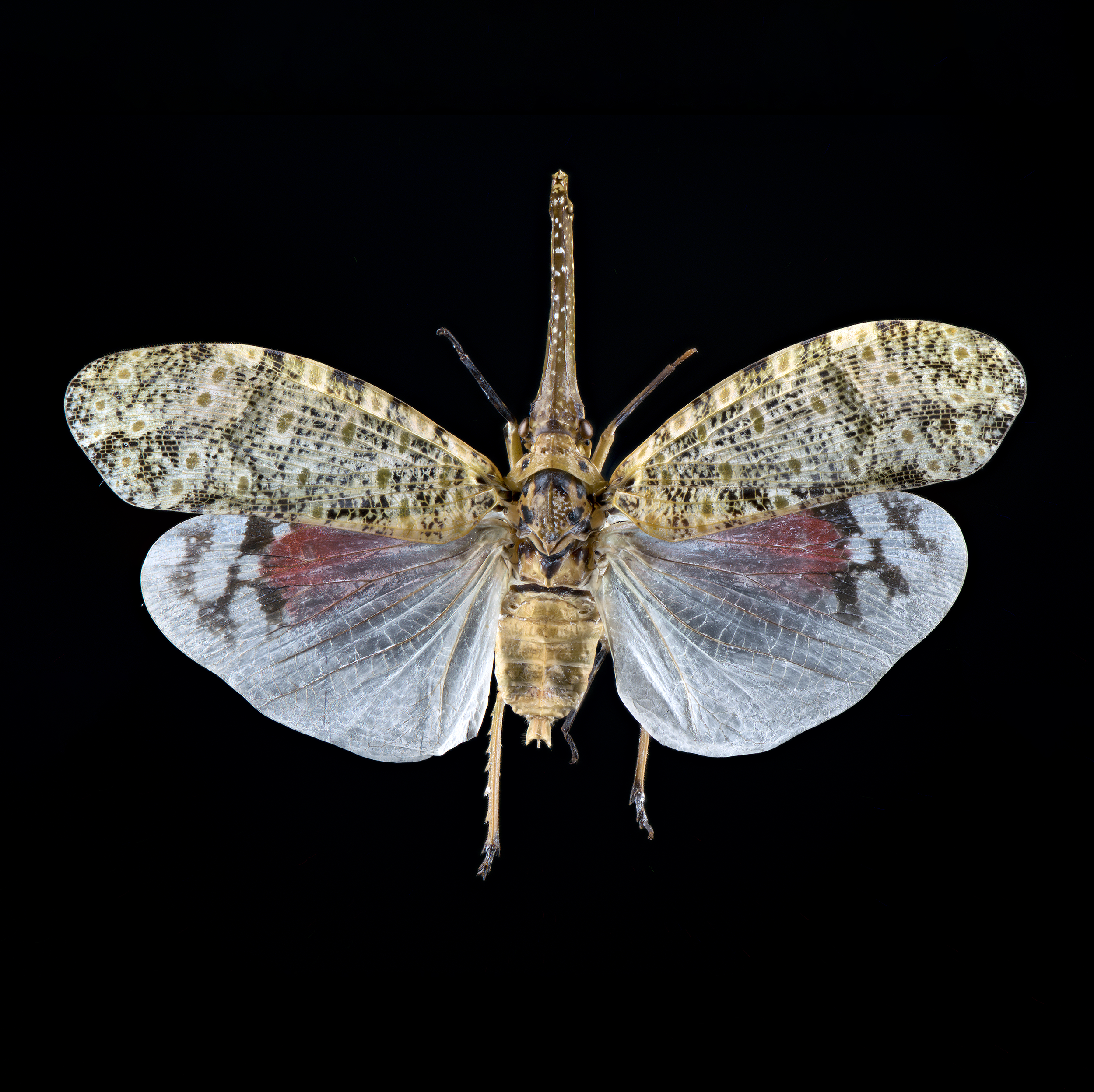 Pyrops oculatus lanternfly, wingspan 2.4 in (6 cm), Singapore, in white light