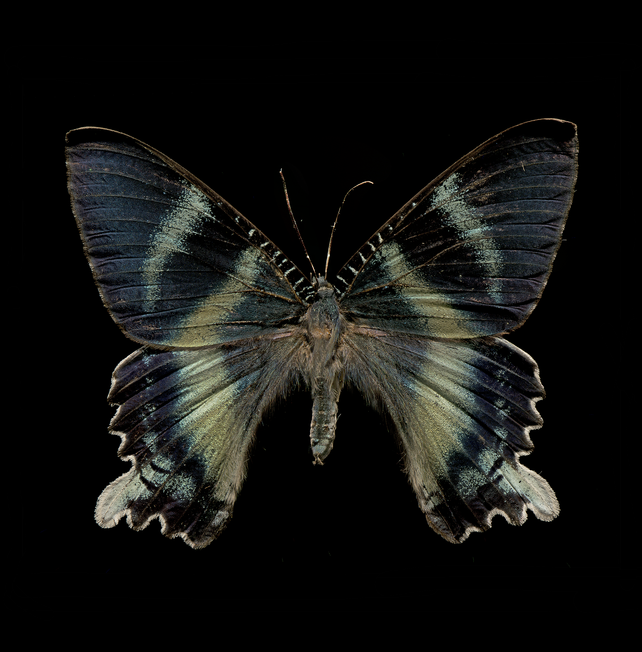 Alcides orontes - Day-flying Moth, wingspan 3 in (7.5 cm), Indonesia