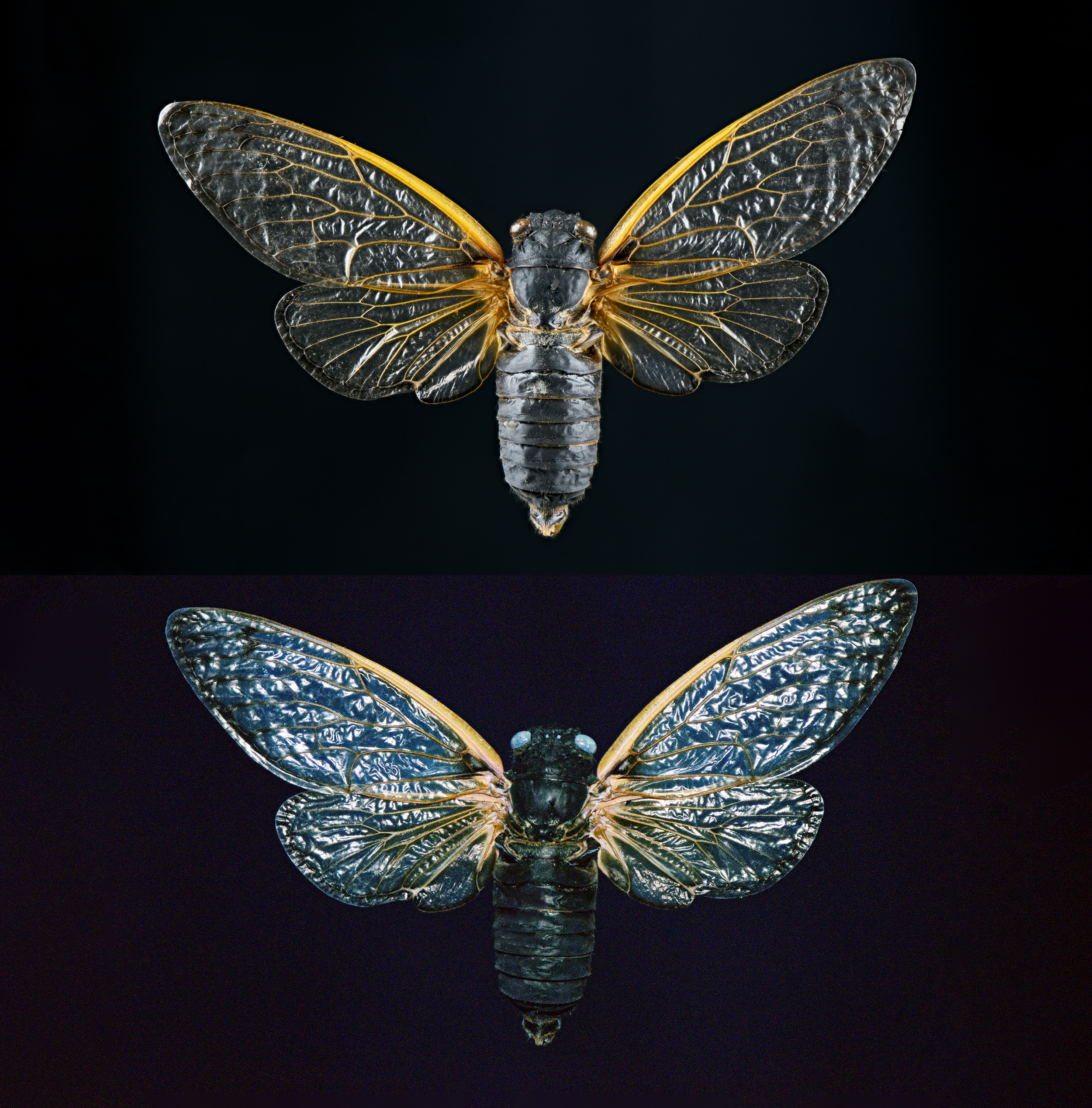 Magicicada septemdecim - 17 year Pharoah cicada, wingspan 2.4 in (6 cm), USA, white light (upper), UV light (lower)