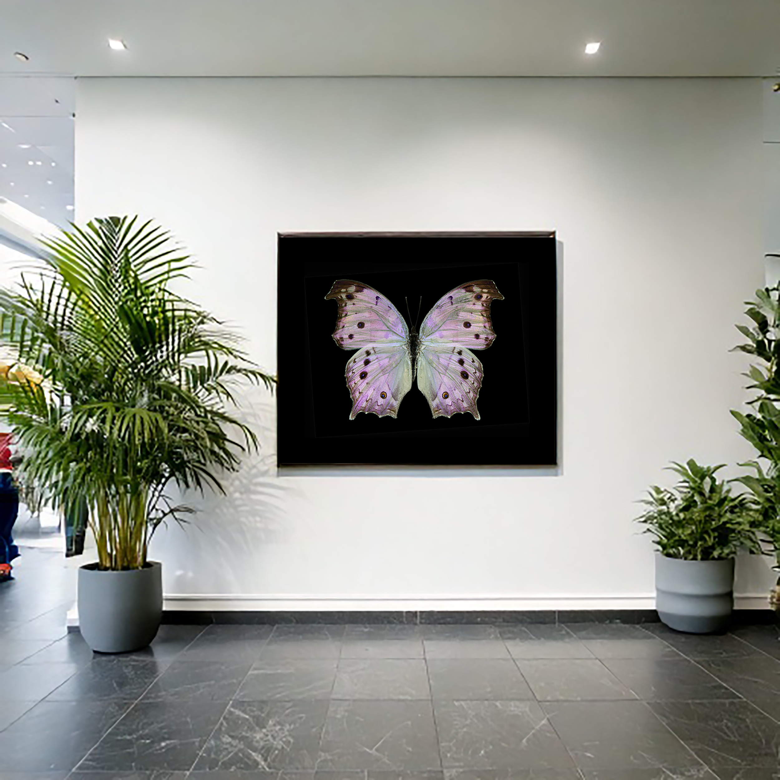 Salamis parhassus - Forest Mother of Pearl Butterfly