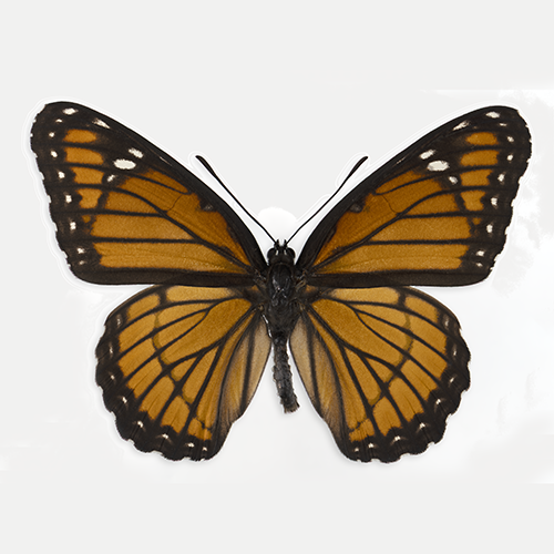 L archippus_WHT_ADJ_S_DS_500.png