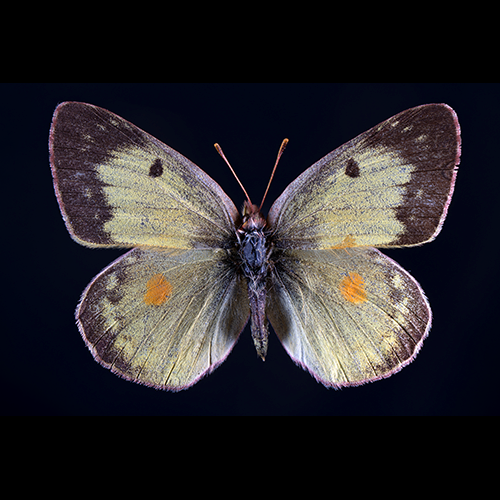 Colias eurytheme_BLK_500_S_Sat.png