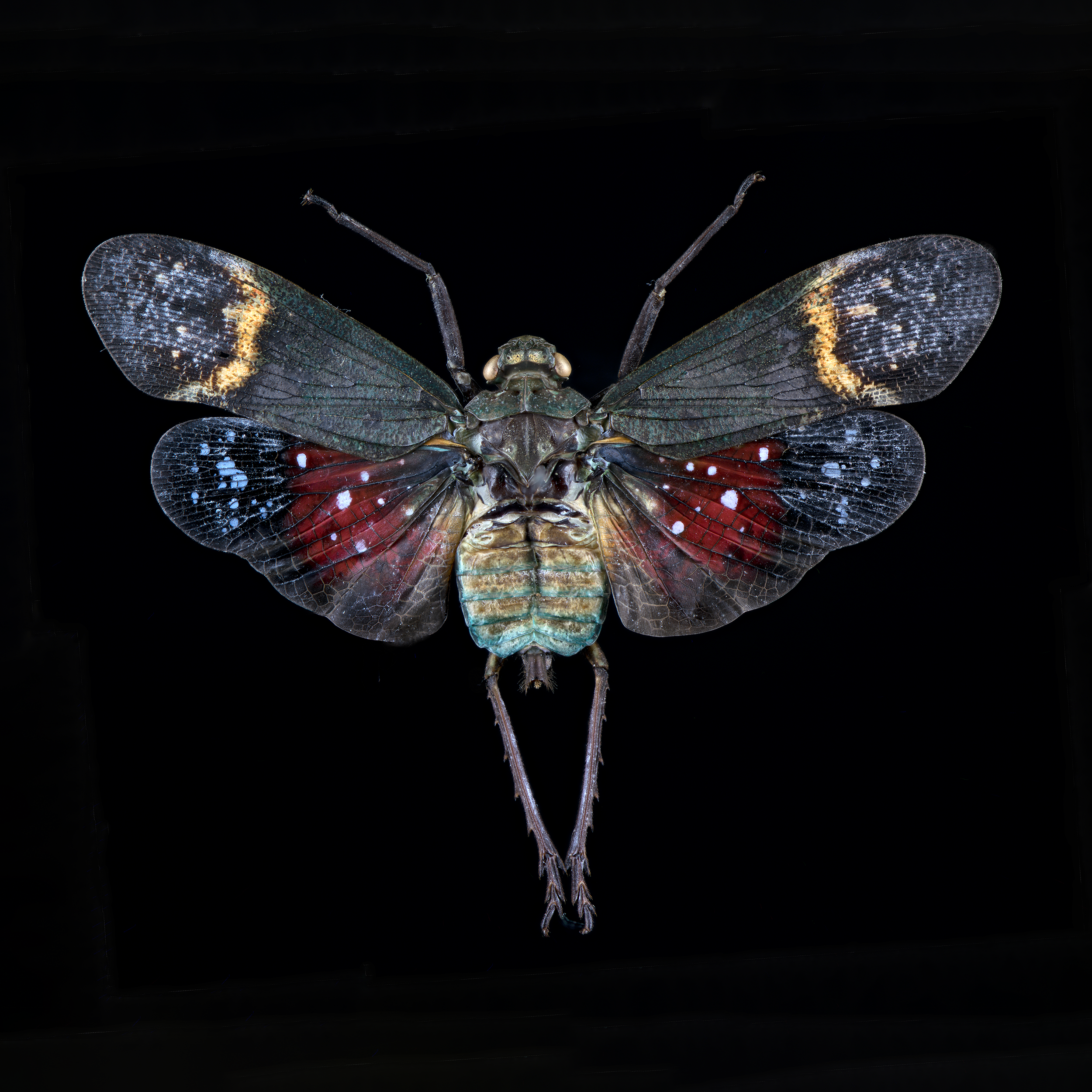 Penthicodes farinosus lanternfly, wingspan 2 in (5 cm), Malesia, in white light