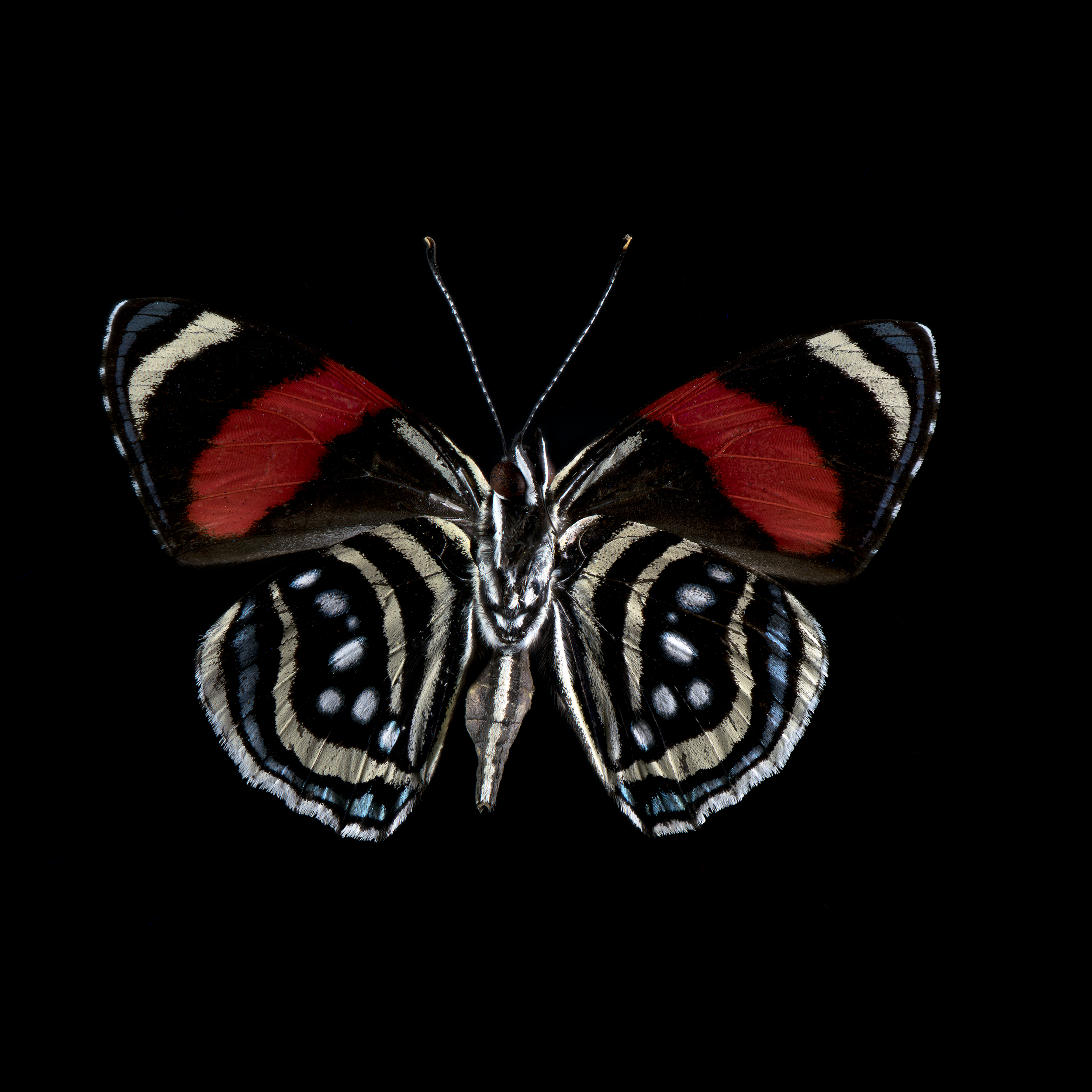 Callicore hesperis blu-wht-red-blk Peru 45 mm BLK_SQ.png