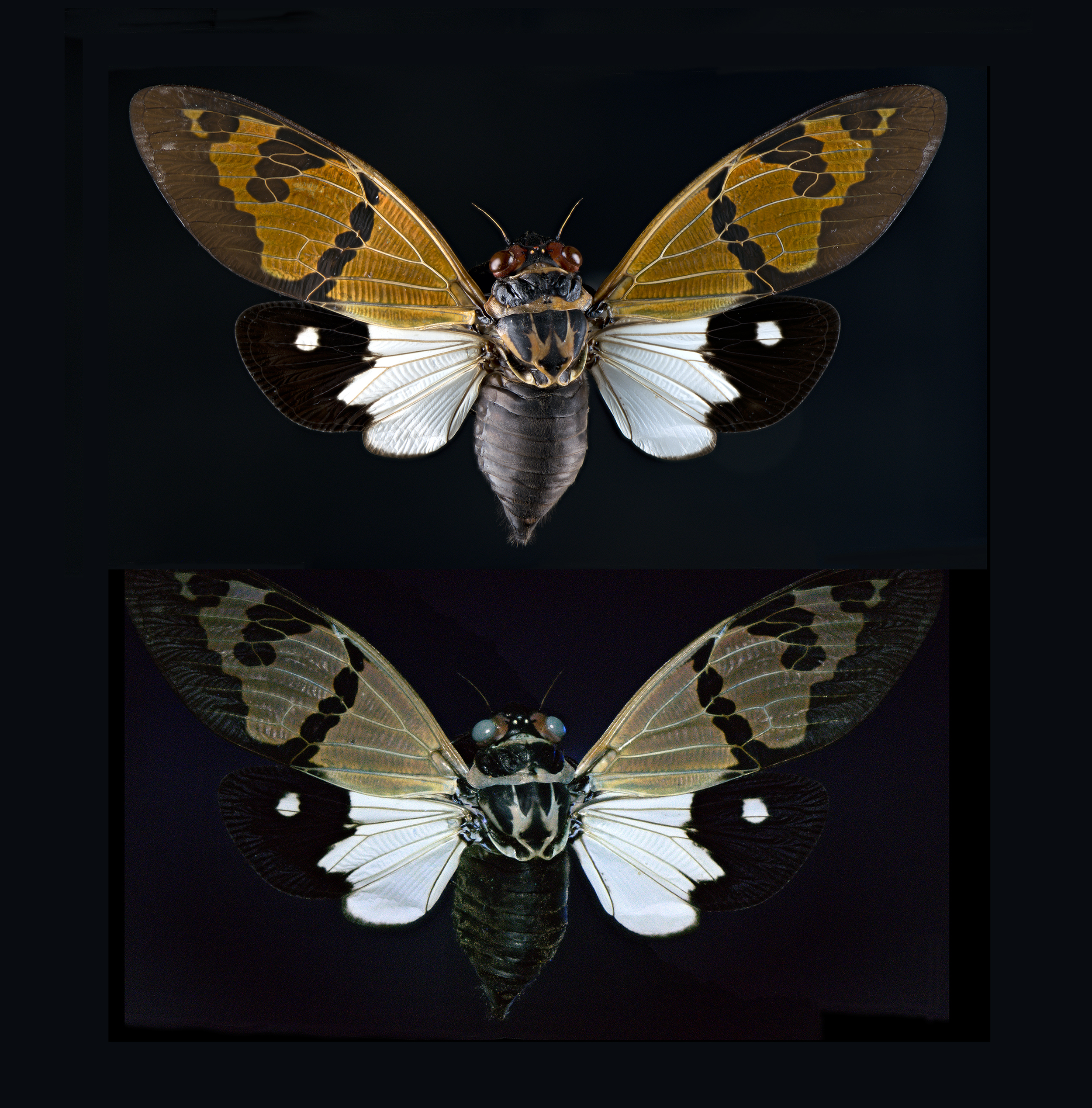 Gaeana festiva brown-white cicada, wingspan 2.8 in (7 cm), Thailand, white light (upper), UV light (lower)