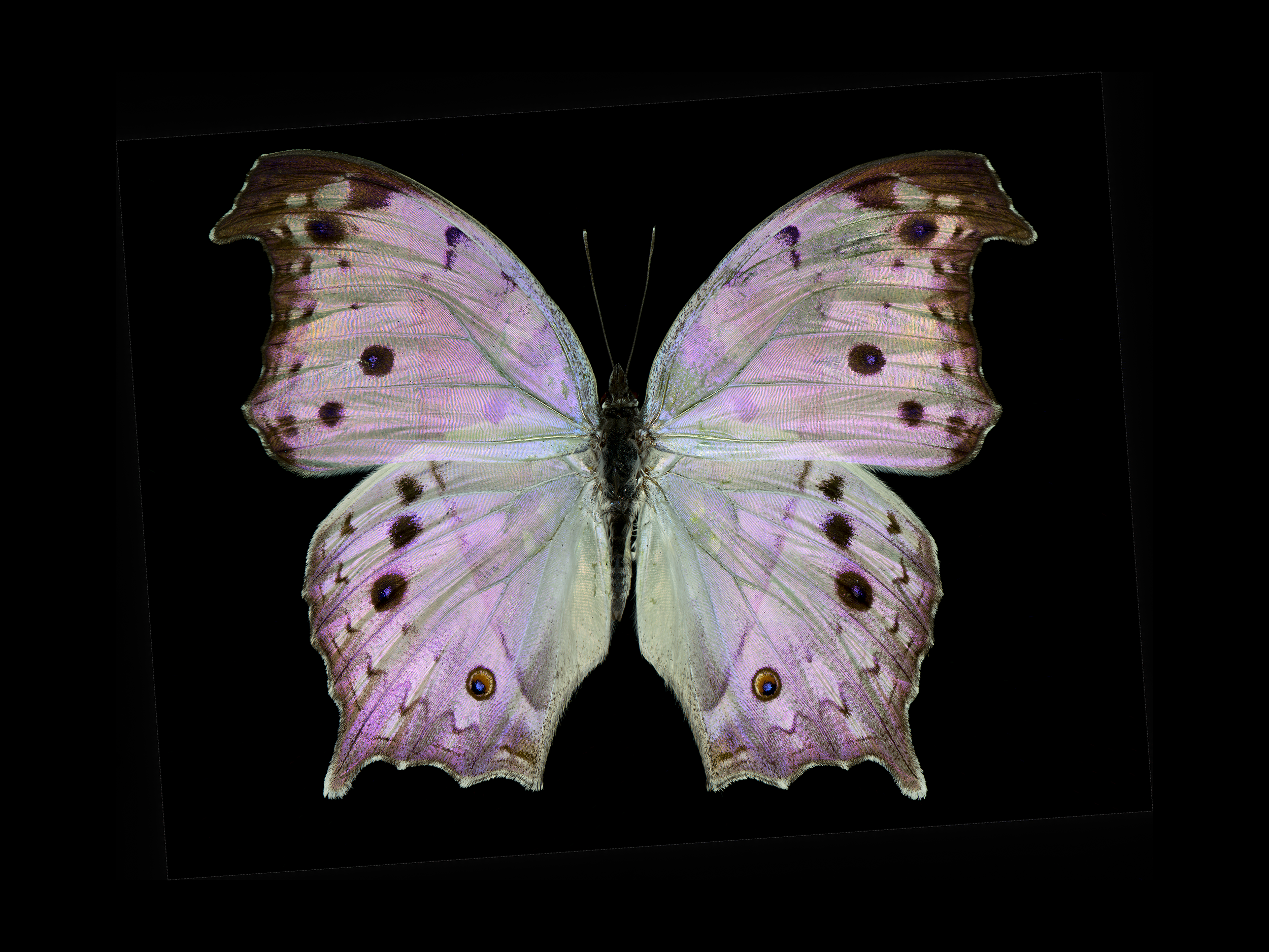 Salamis parhassus - Forest Mother of Pearl butterfly, wingspan 3.5 in (9 cm), Africa