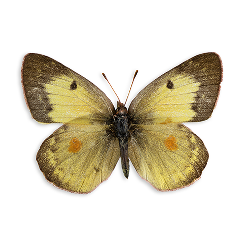 Colias eurythemeWHT_S_DS_Sat_500.png