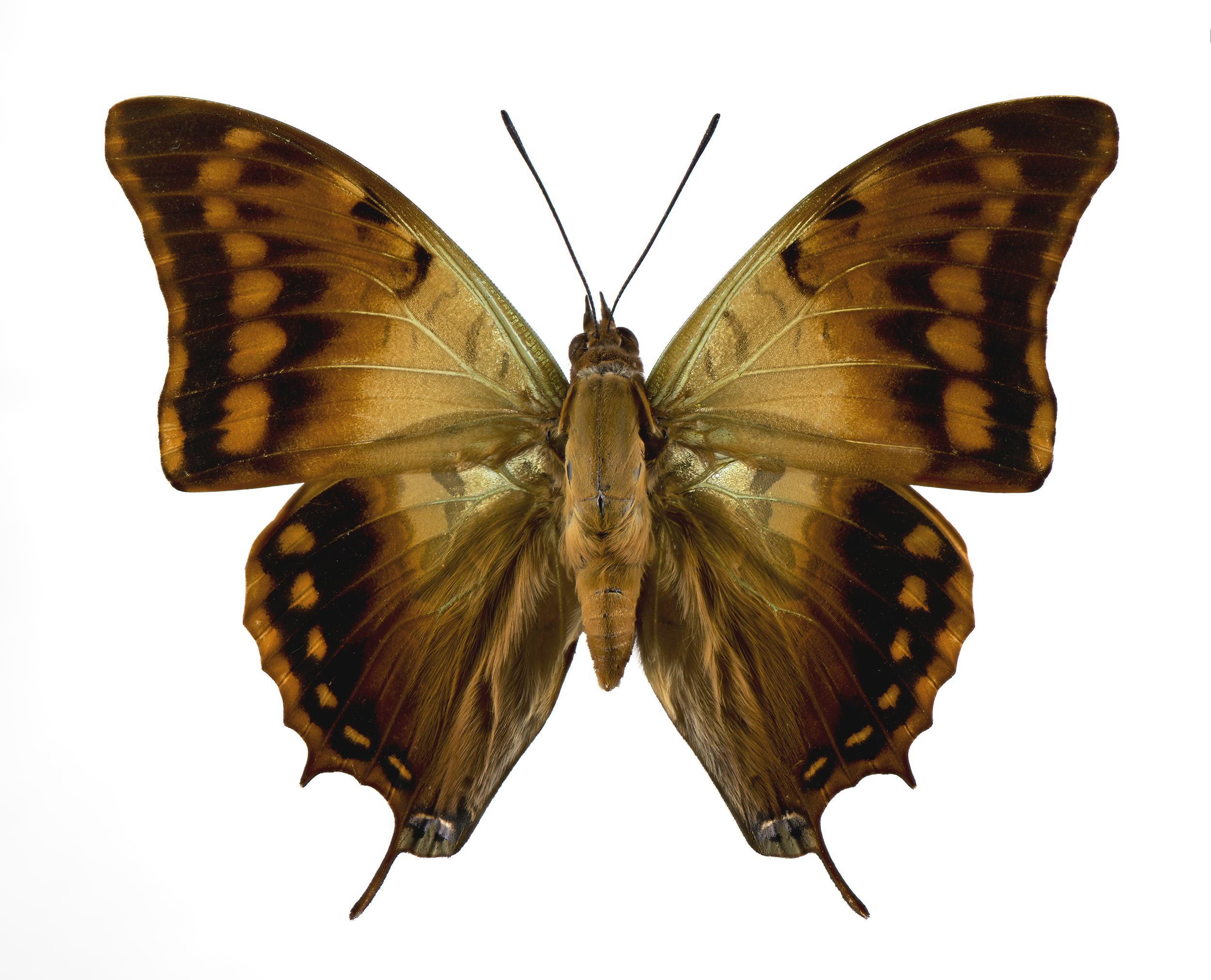 Charaxes candiope - Green Veined Emperor, wingspan 3.3 in (8.5 cm), Africa
