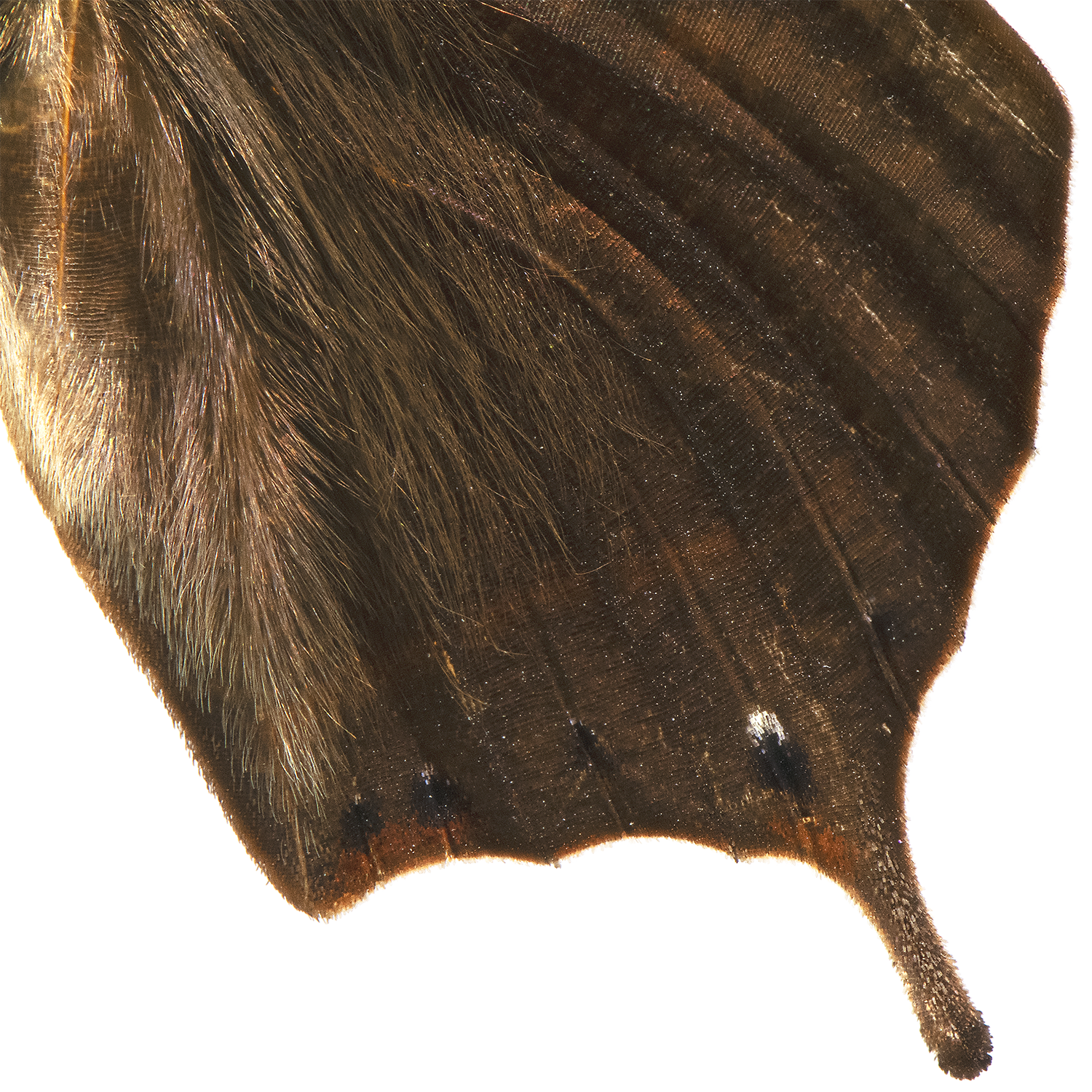 A_nessus_wing_detail_1500.png