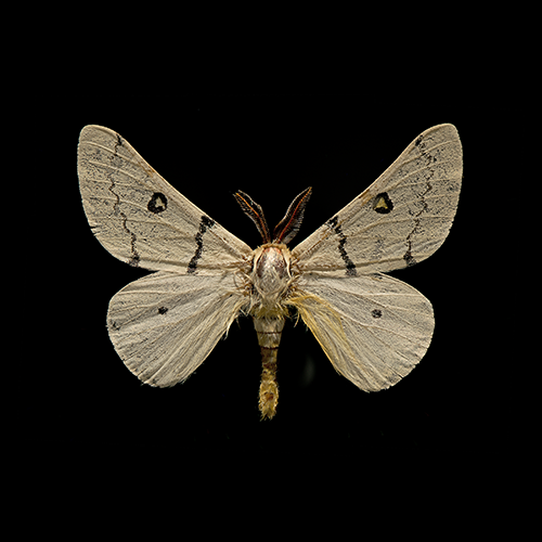 Hemileuca neumogeni sized adj STRIP_7_5 in.png
