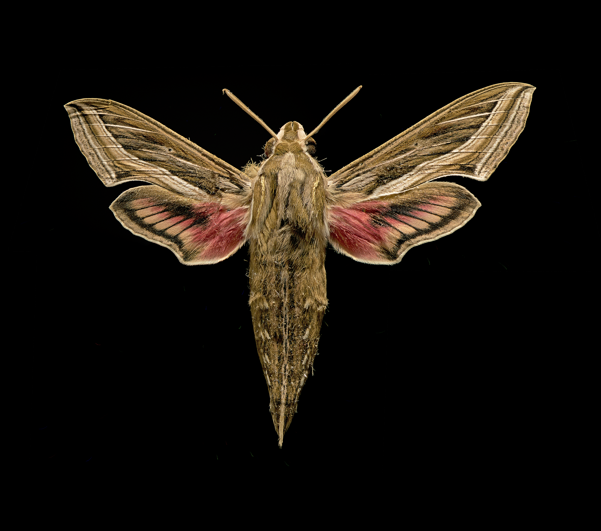 Hippotion celerio - Vine, Silver-striped Hawk Moth, wingspan 2.8 in (7 cm), Africa-Asia