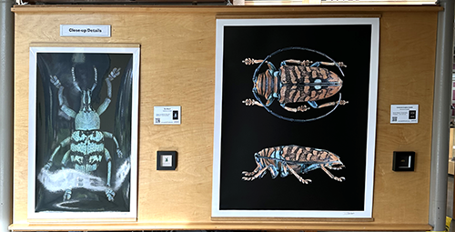 Photograph of insect illustrations, featuring a large beetle and a smaller insect, mounted on a wooden display board in a museum or exhibit setting.