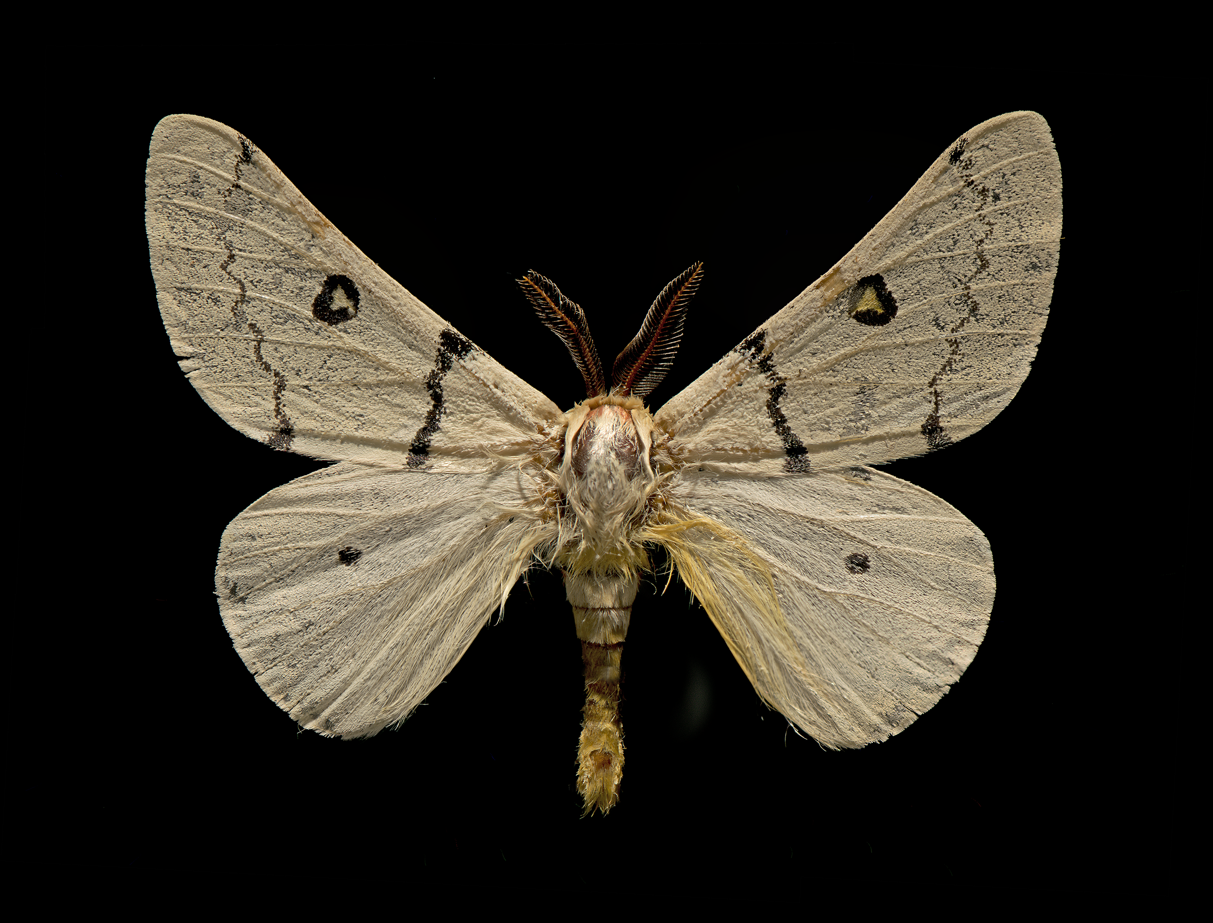 Hemileuca neumogneni - Neumogen's Buckmoth, wingspan 3 in (7.5 cm), Mid-S.W. USA