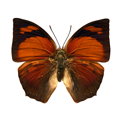 Anea ryphea_WHT_400x400.png