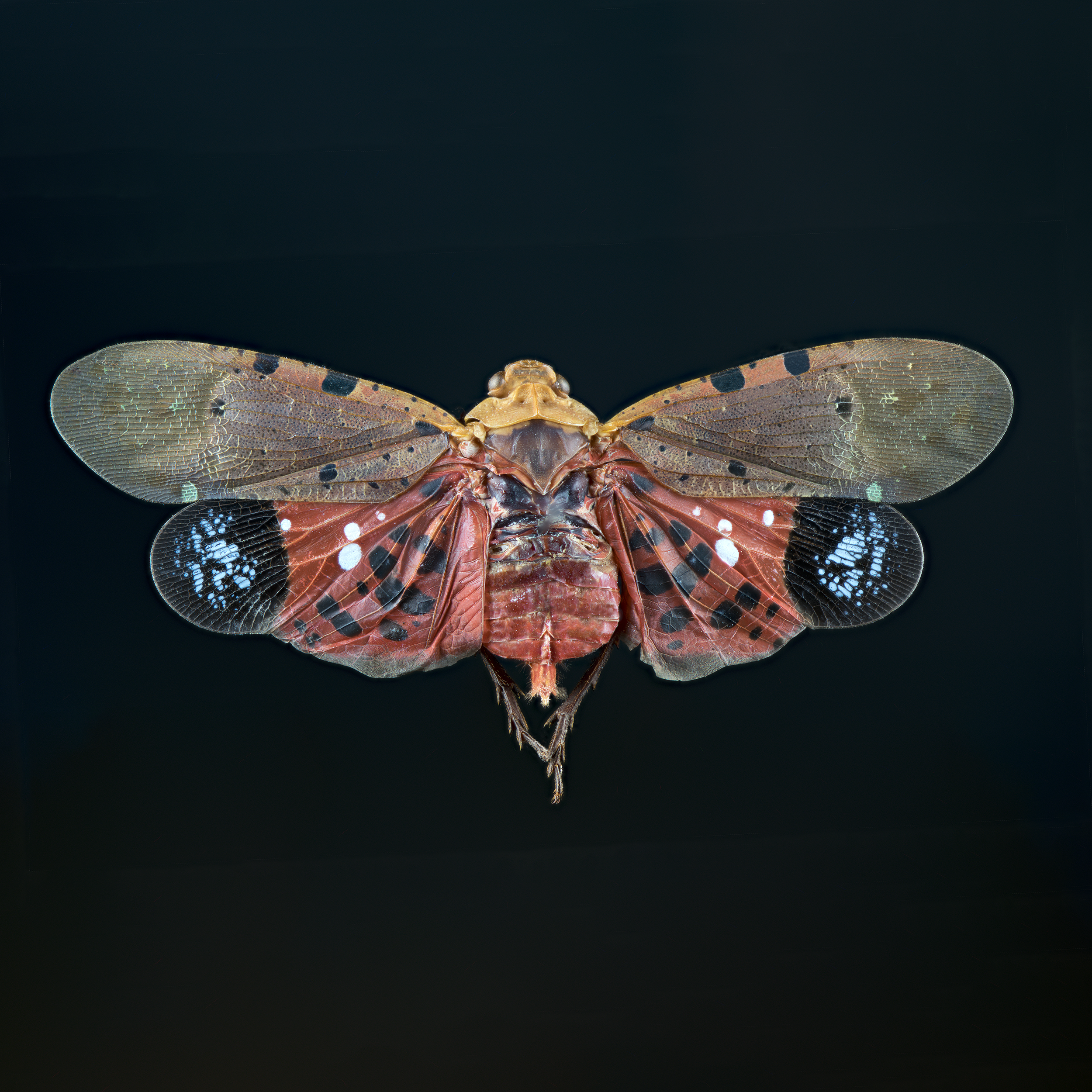 Penthicodes automaria lanternfly, wingspan 2 in (5 cm), Indonesia, in white light