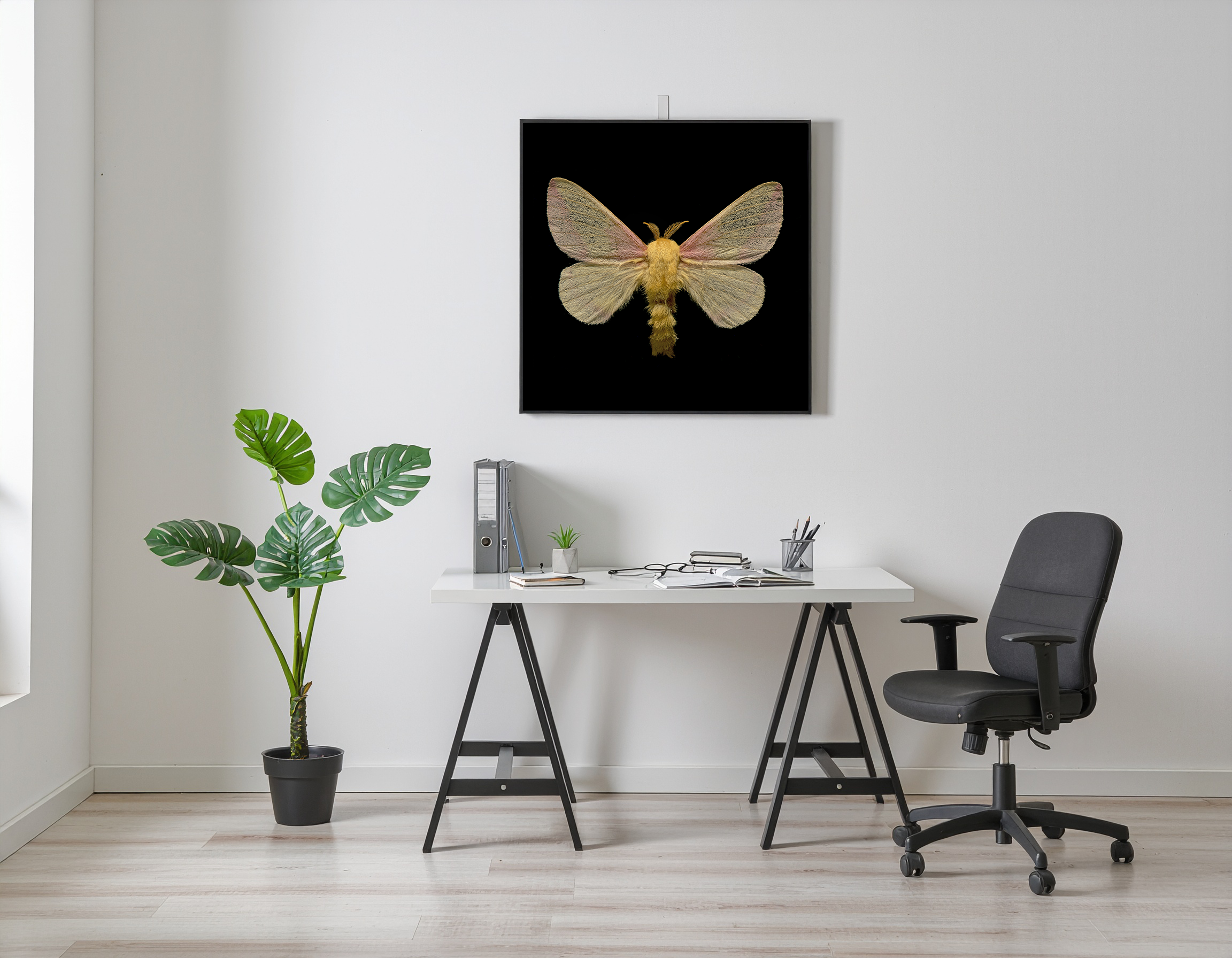 Dryocampa rubicunda one person desk 50752.png