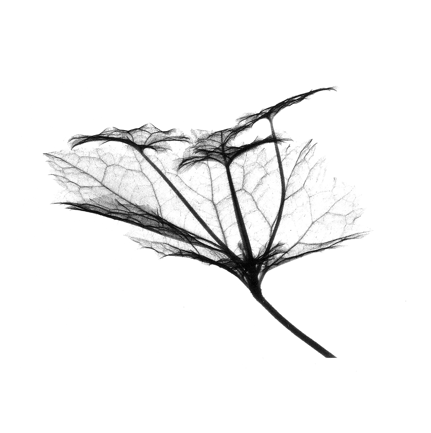 Tolmeia menziesii_web.png