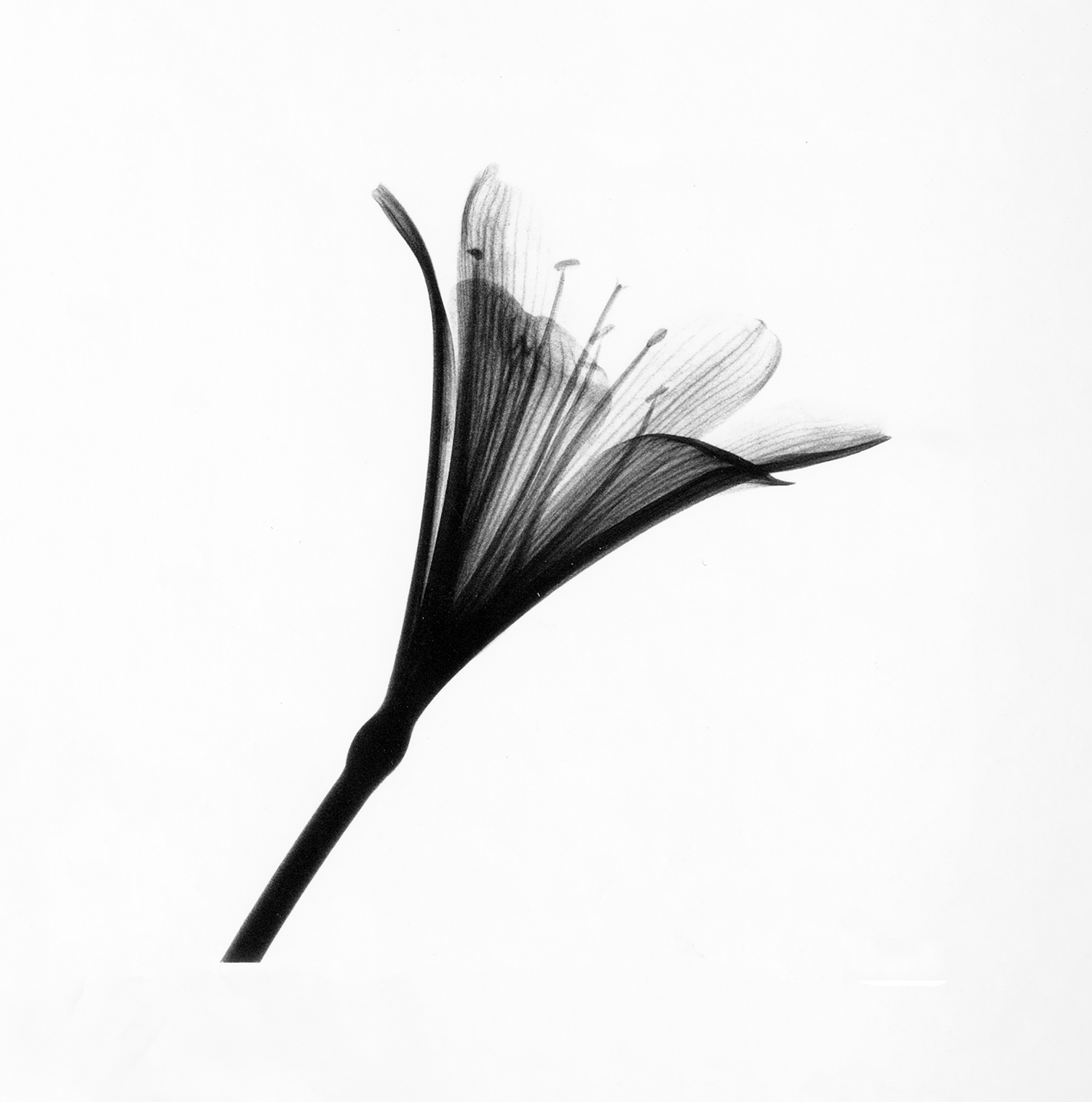 Clivia_web.png