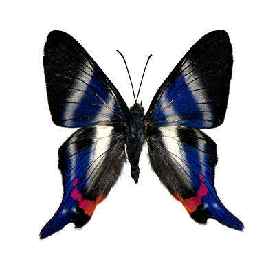 Rhetus dysonii_400x400.png