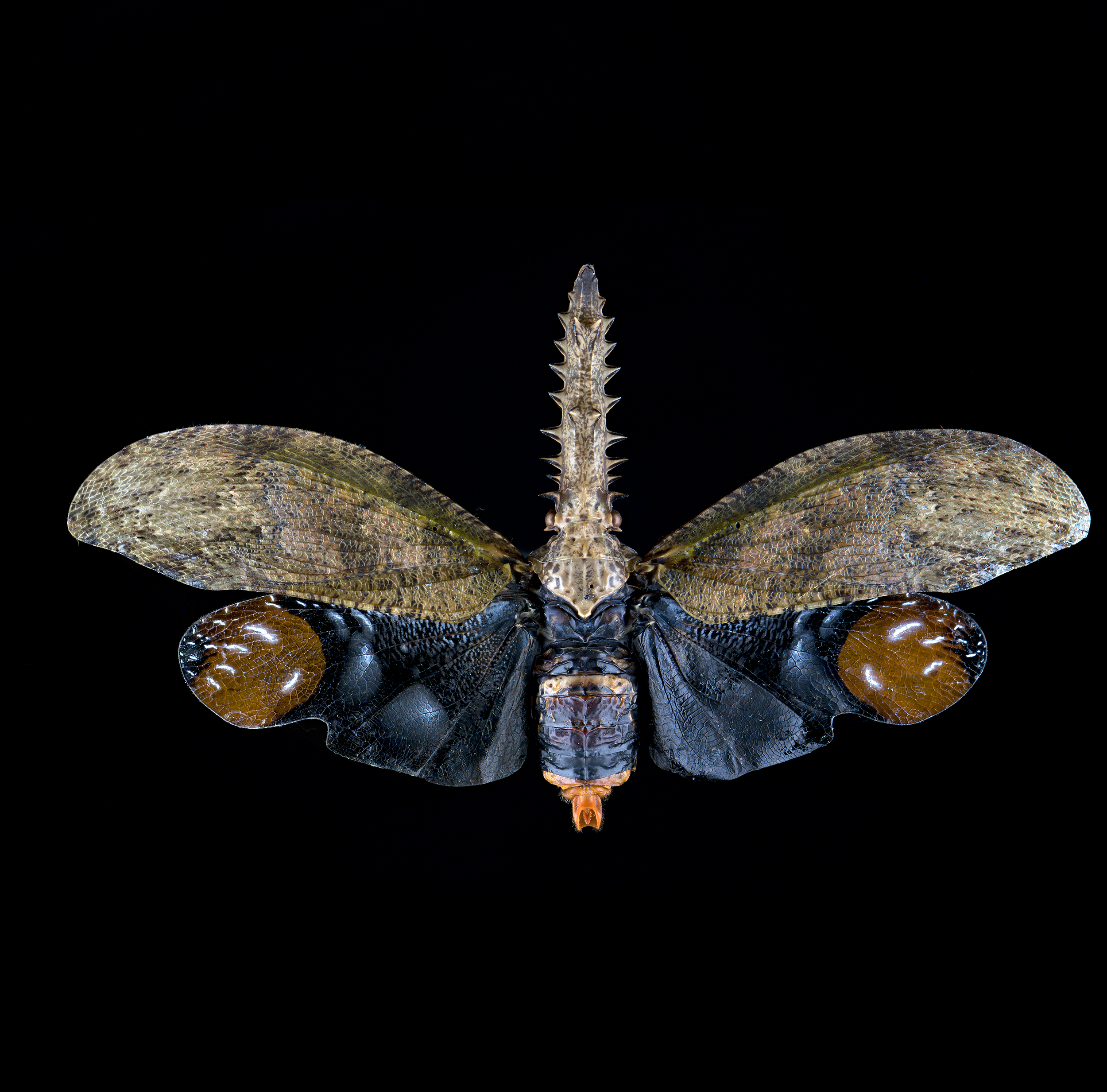 Cathedra serrata - Saw-nosed lanternfly, wingspan 4.3 in (11 cm), Peru, in white light