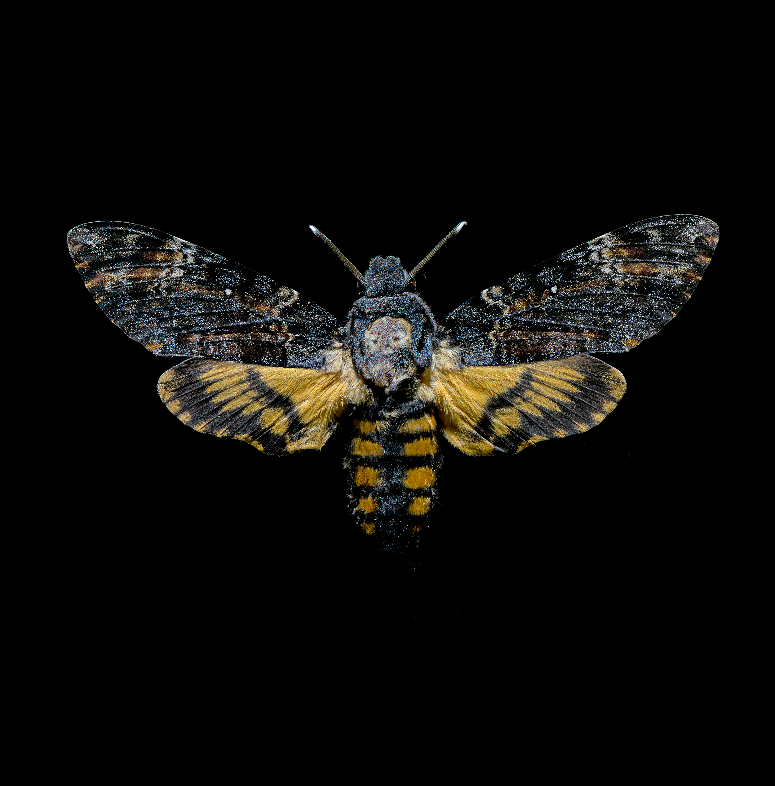 Acherontia atropos, Death's Head Hawkmoth, wingspan 5 in (12.5 cm), Africa-Europe