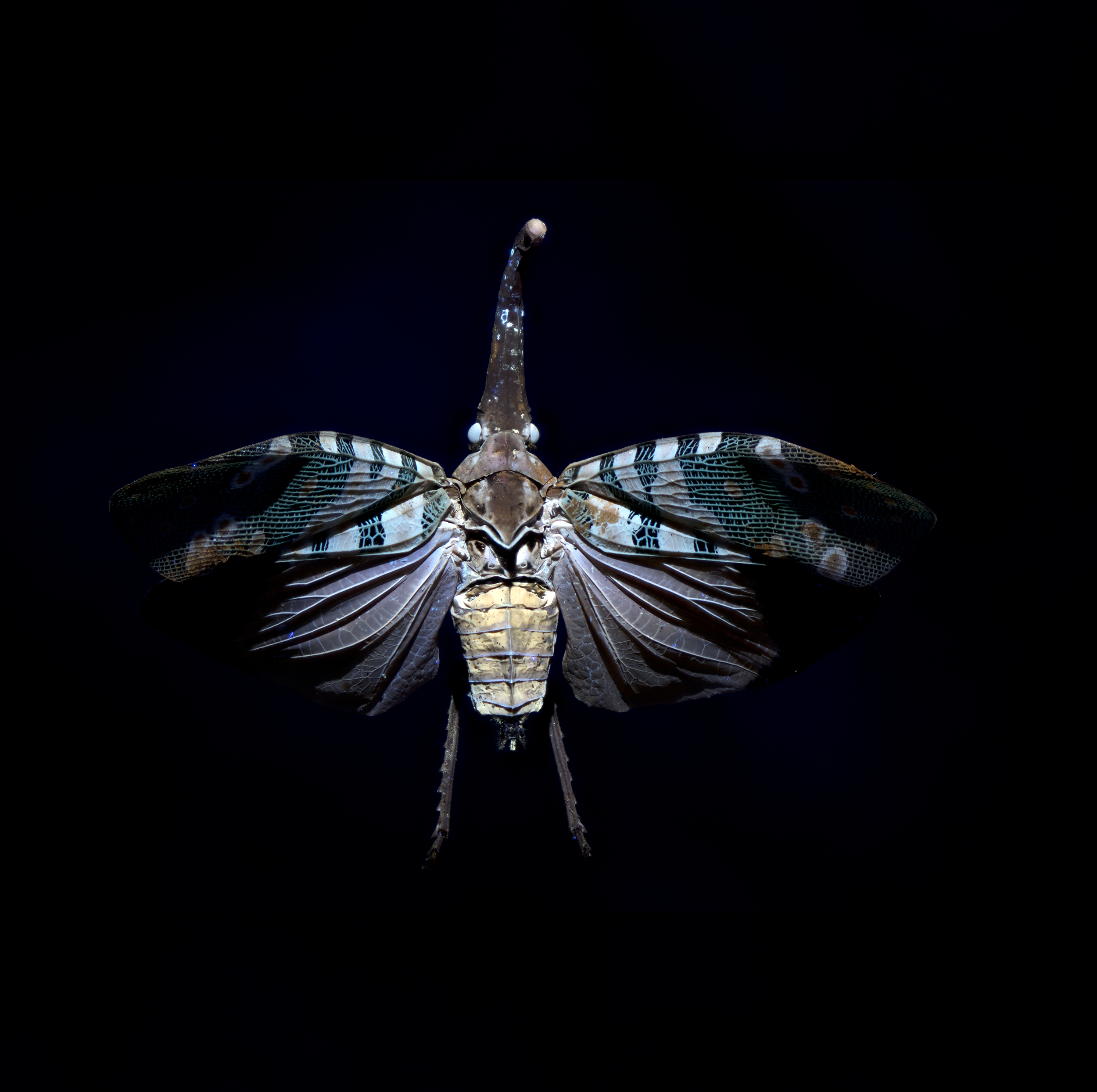 Pyrops candelaria - Litchi Lantern Bug, wingspan 2.5 in (6.5 cm), China-Cambodia-Vietnam, in UV light