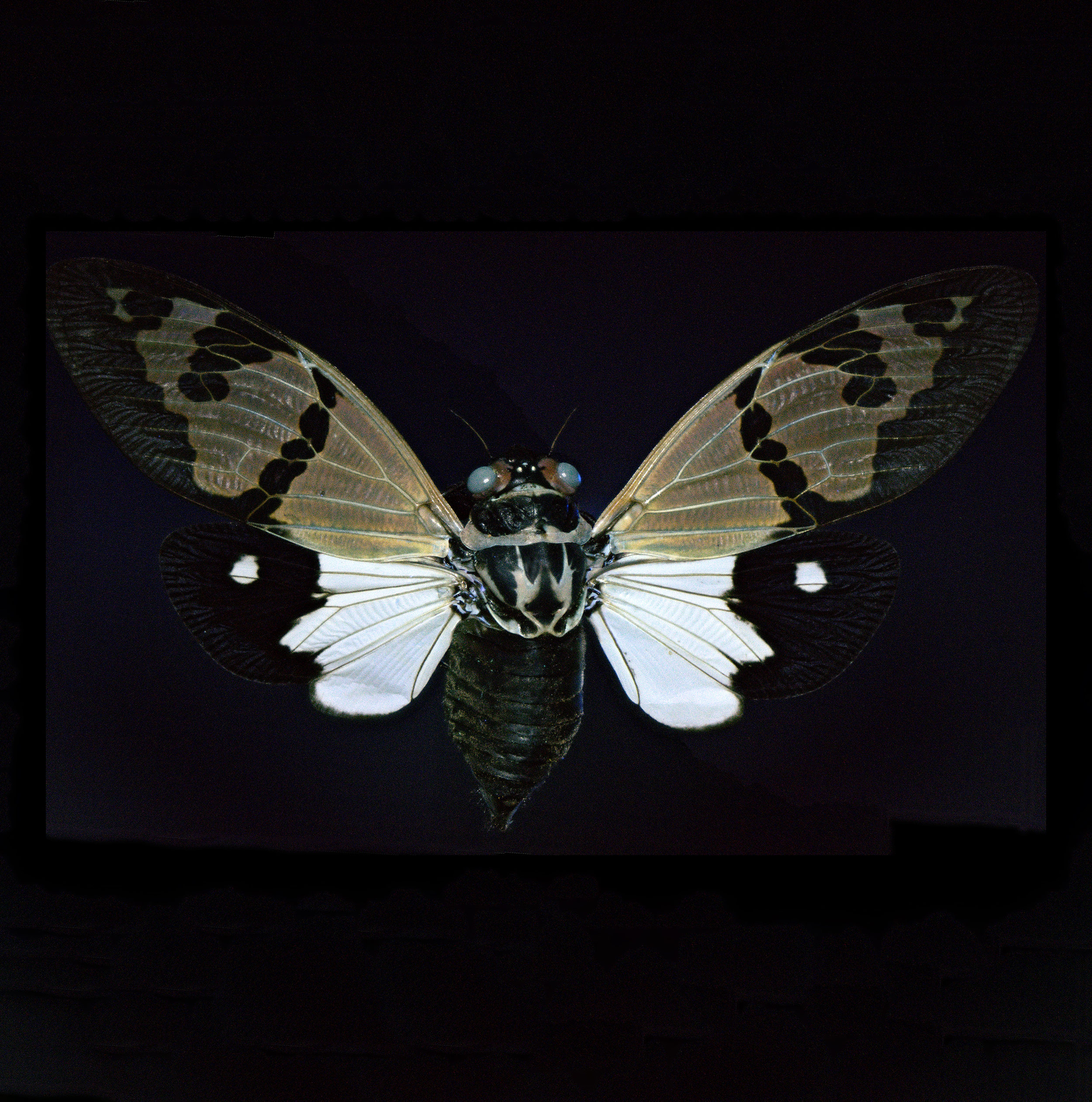 Gaeana festiva brown-white cicada, wingspan 2.8 in (7 cm), Thailand, in UV light
