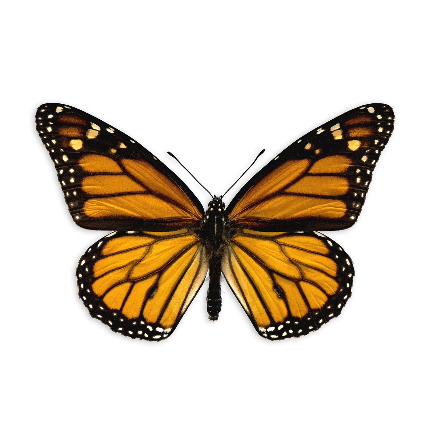 Monarch_sq_WHT_DS_092325.png