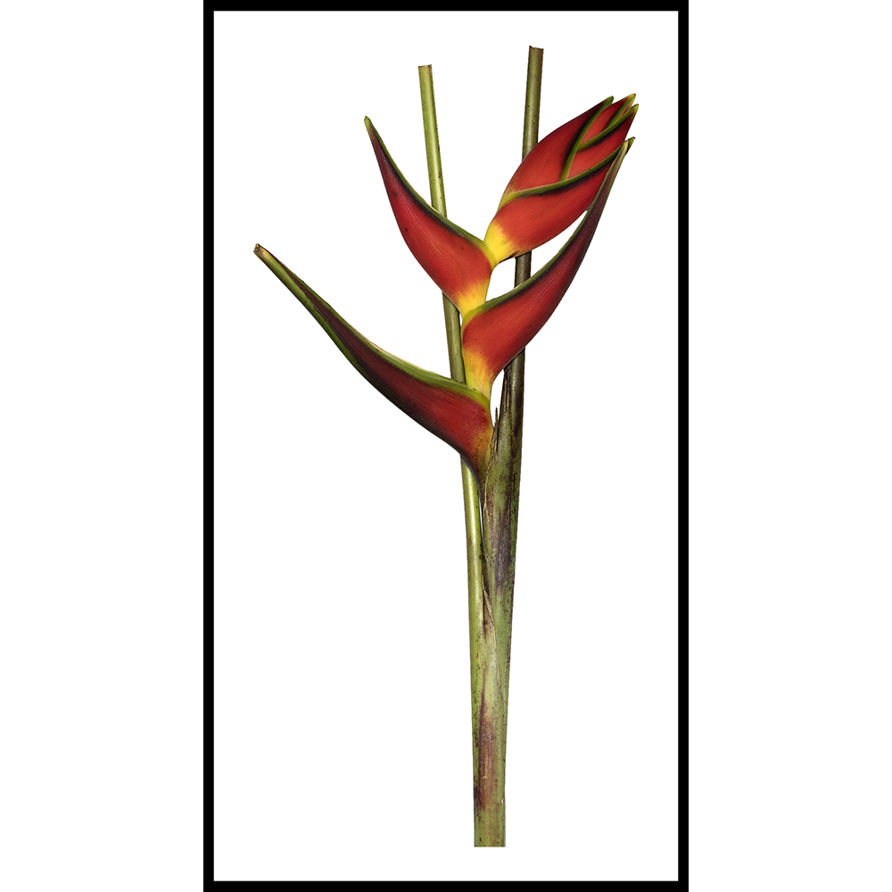 Heliconia_1000.png