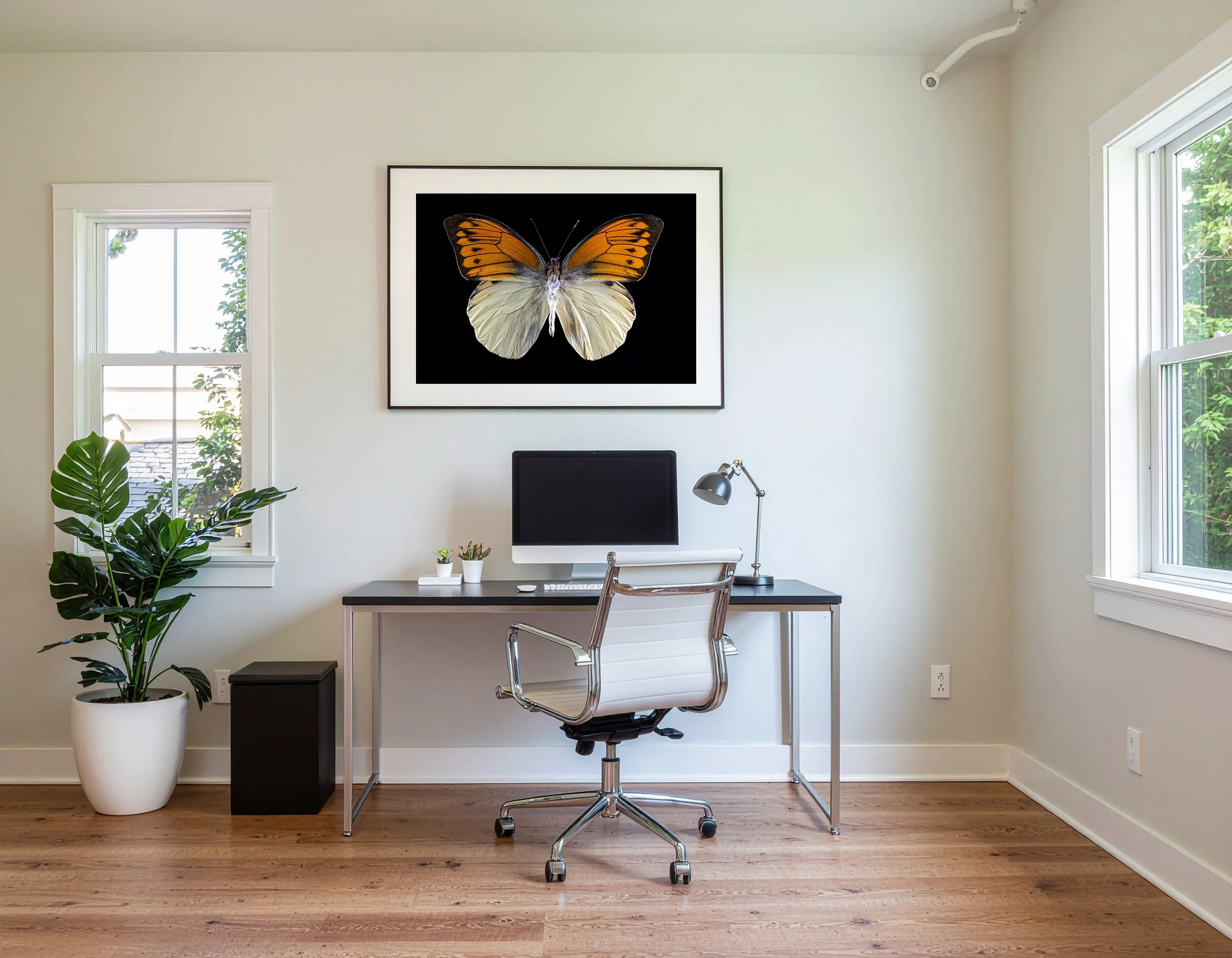 Hebomoia leucippe in room.jpg