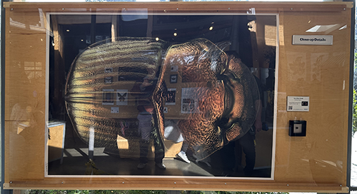 Large insect model displayed in a glass case with information panel outside.