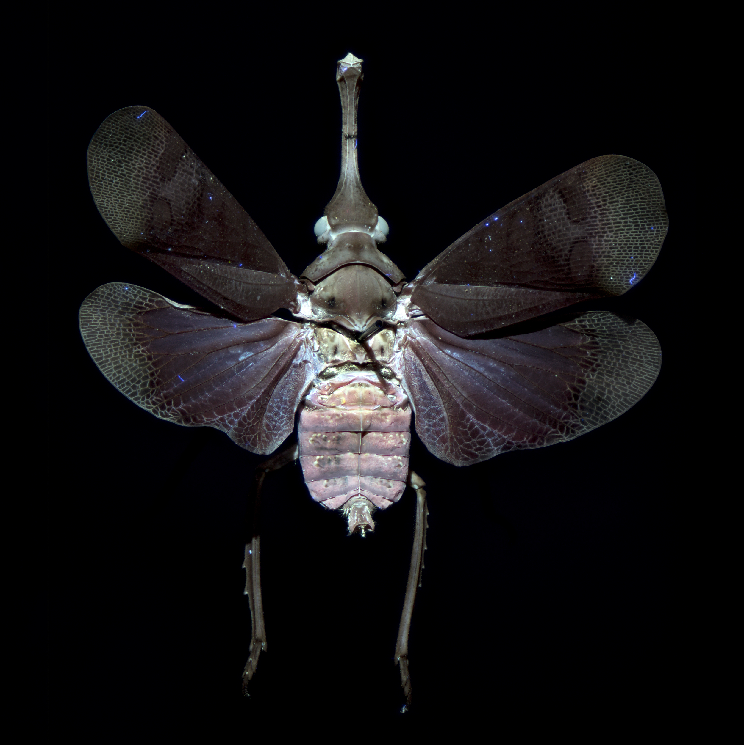 Pyrops hamdjahi - Blood Red lanternfly, wingspan 2 in (5 cm), Indonesia, in UV light