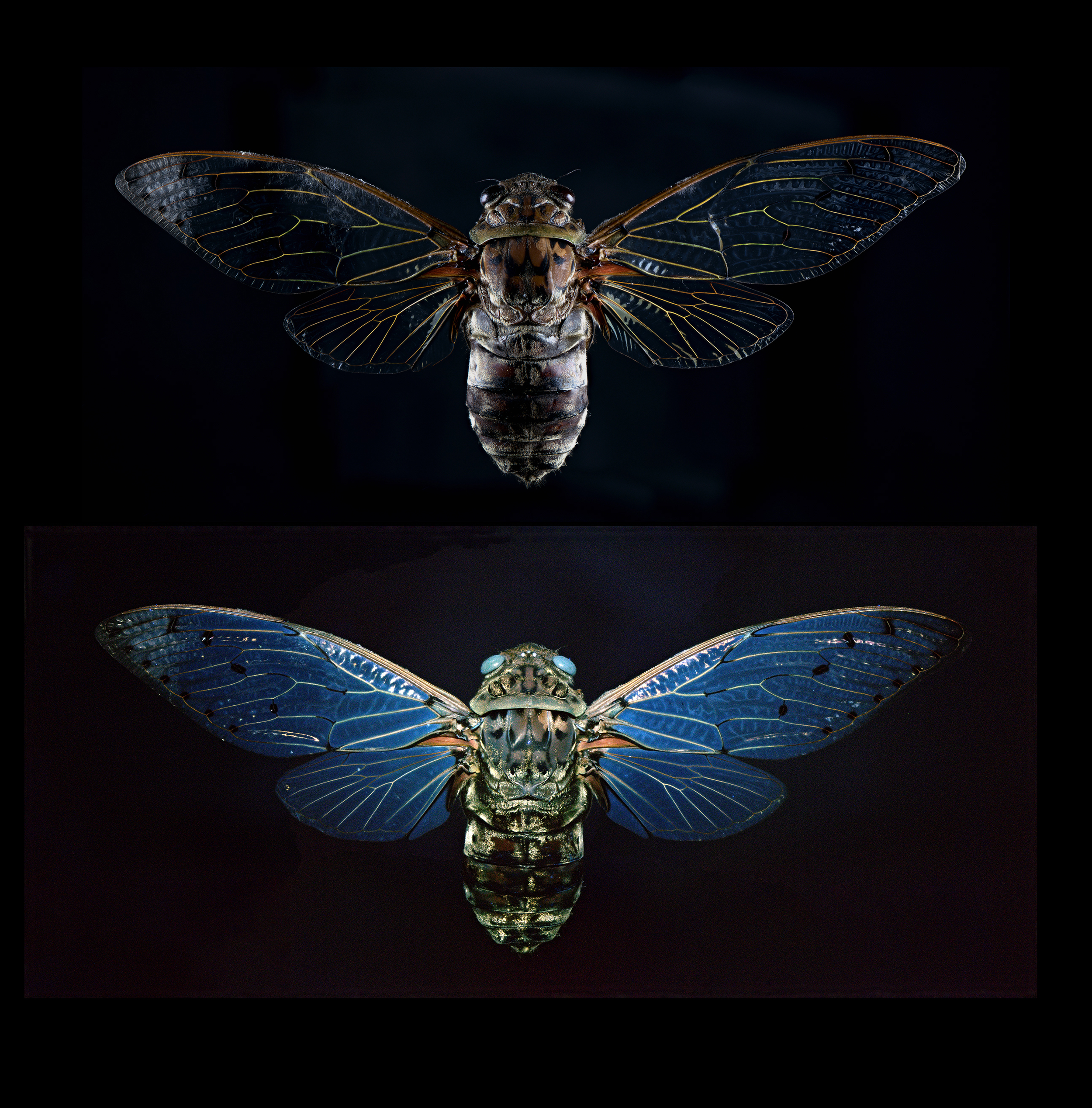 Pomponia intermedia - Emperor cicada, wingspan 6 in (15 cm), Thailand, white light (upper), UV light (lower)