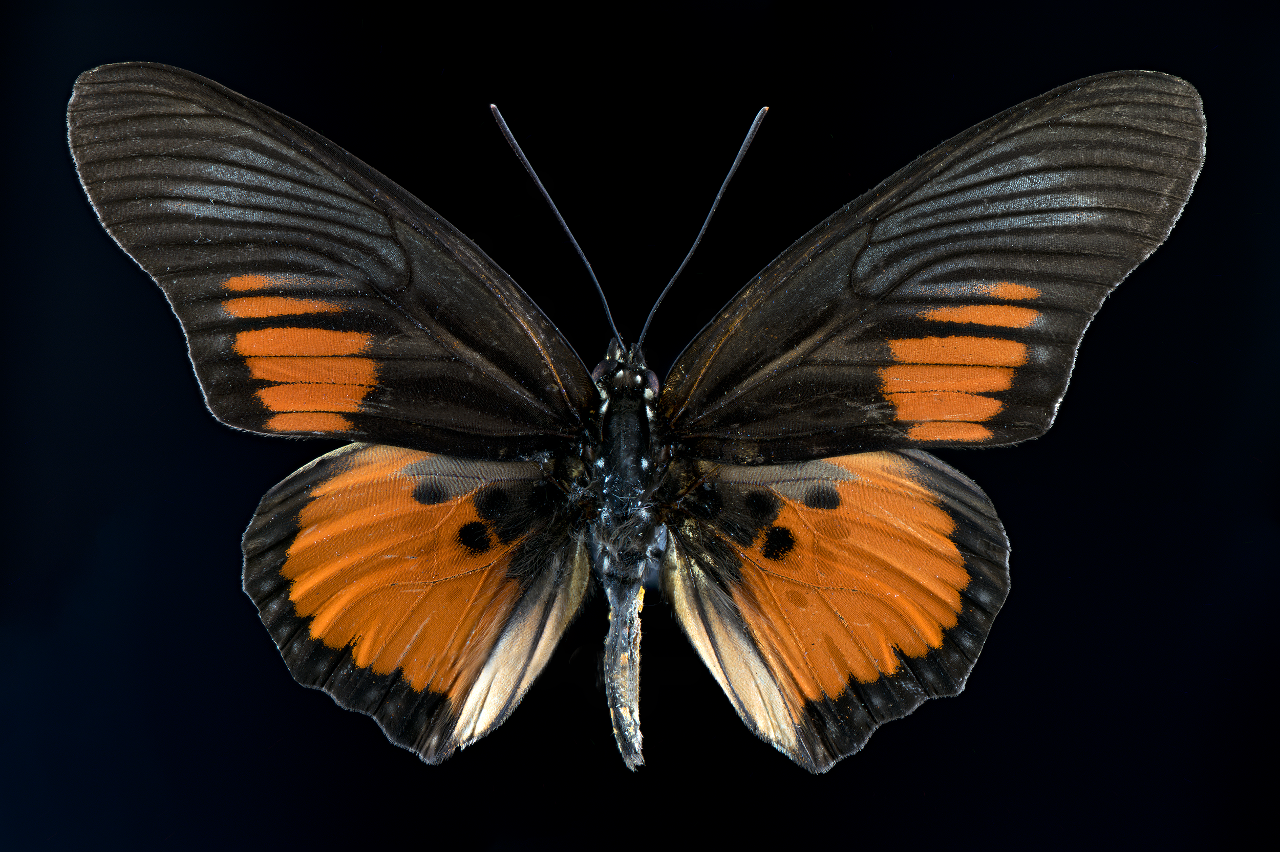 Pseudoacraea clarkii - Clark's False Acraea, wingspan 2.8 in (70 mm), Africa