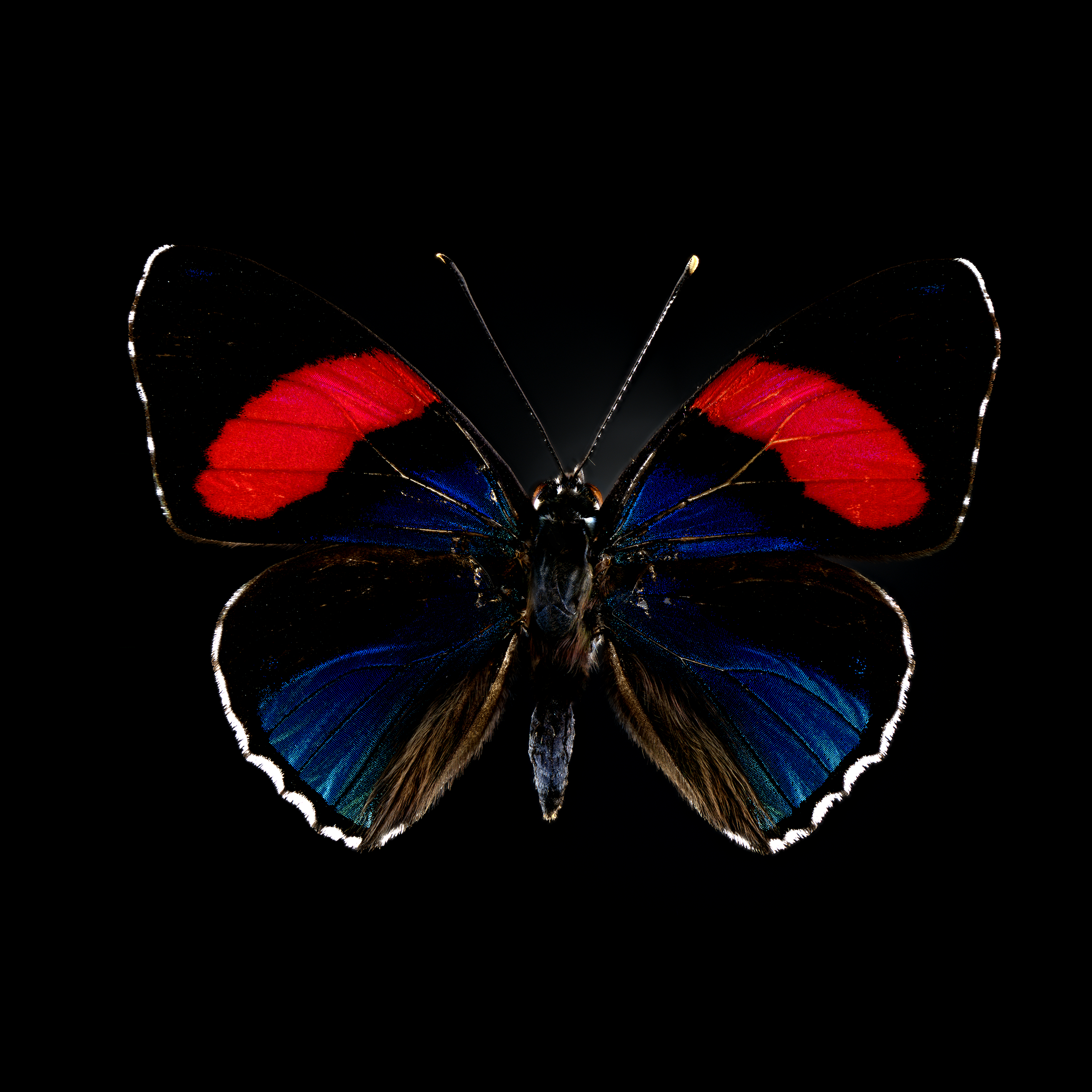 Callicore hesperis blu-wht-red-blk Z_SQ.png