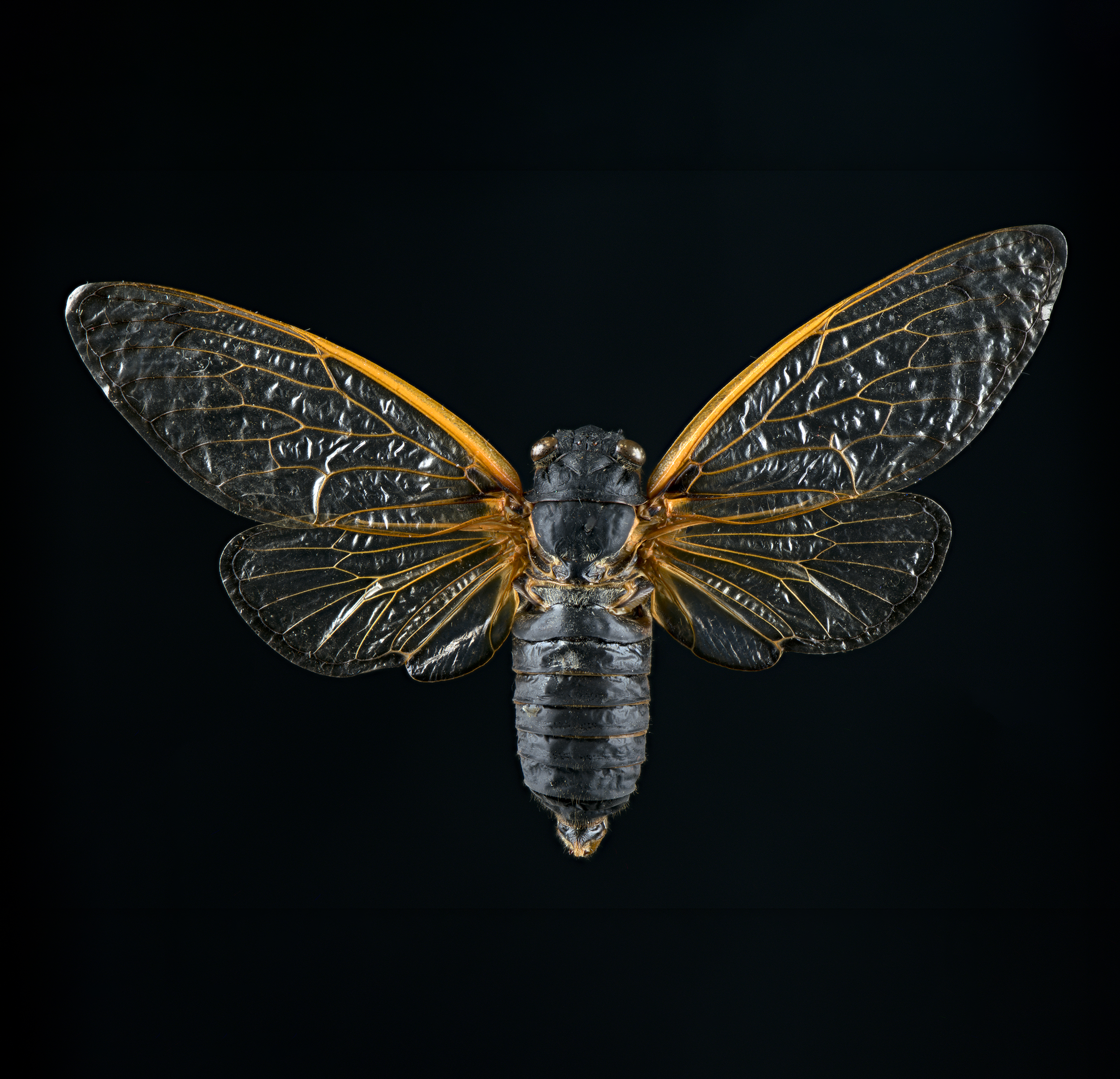Magicicada septemdecim - 17 year Pharoah cicada, wingspan 2.4 in (6 cm), USA, in white light