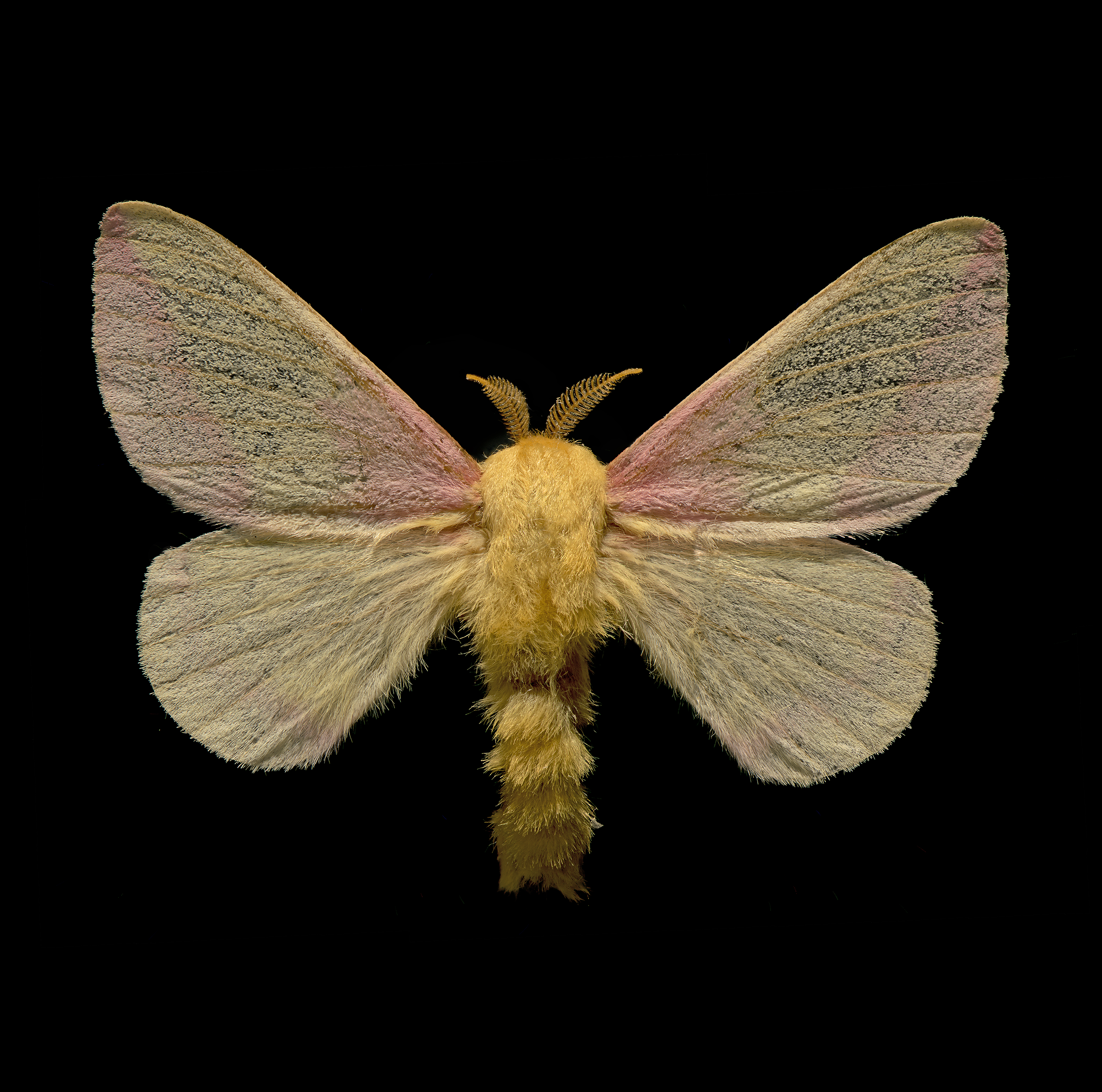 Dryocampa rubicunda - Rosy Maple Moth, 1.8 in (4.5 cm), Eastern USA