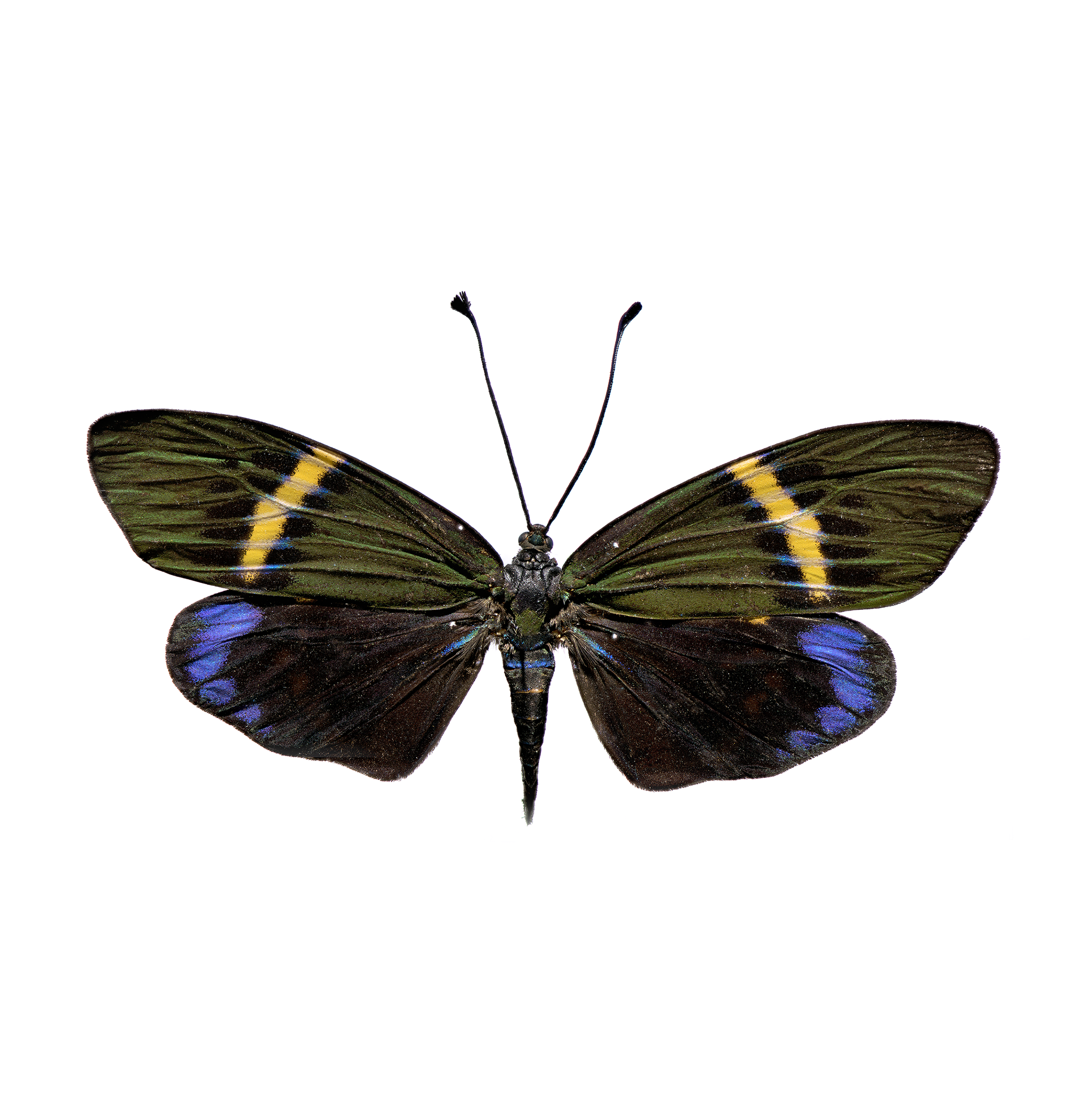 Eterusia repleta - Forester Moth, wingspan 3 in (7.5 cm), Thailand