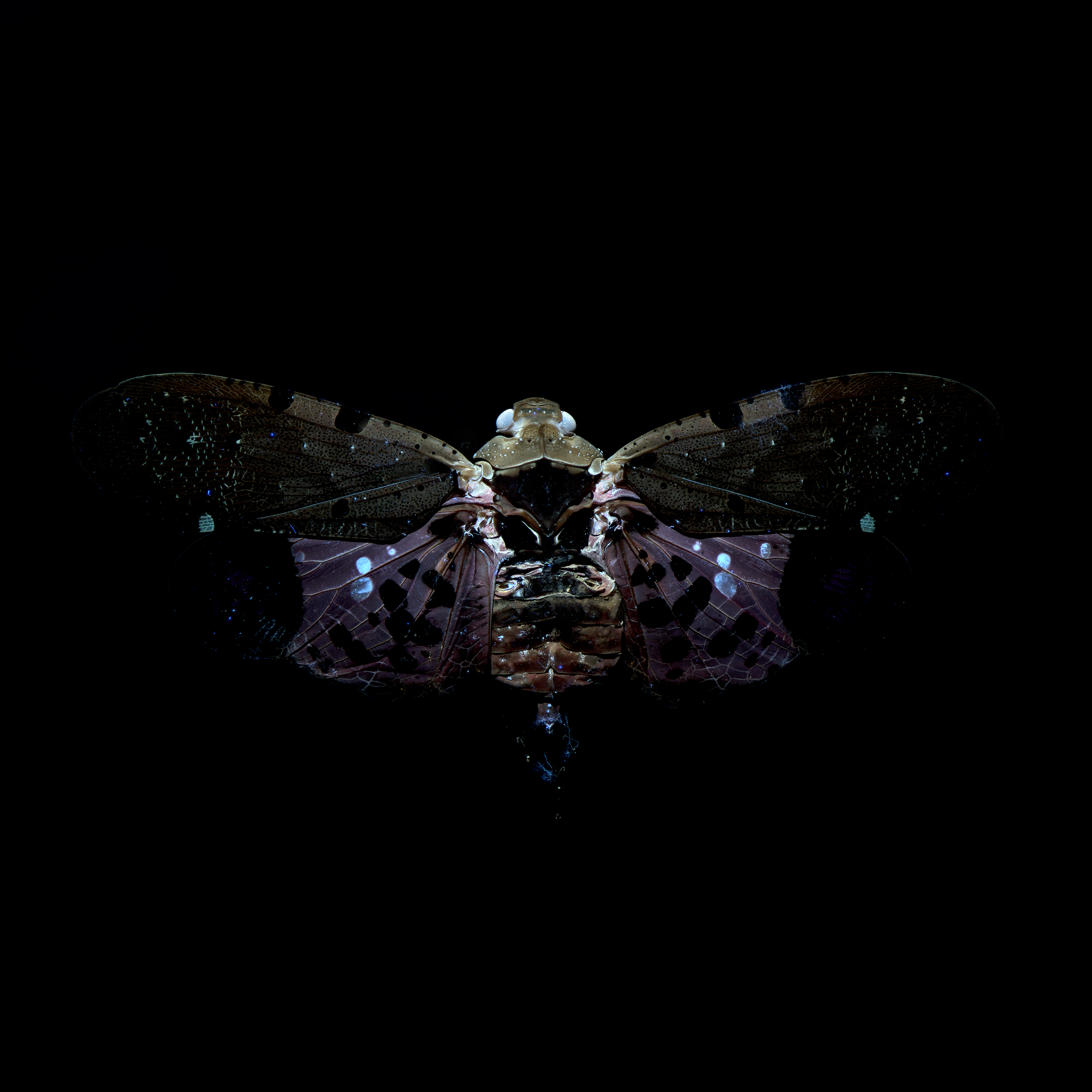 Penthicodes automaria lanternfly, wingspan 2 in (5 cm), Indonesia, in UV light