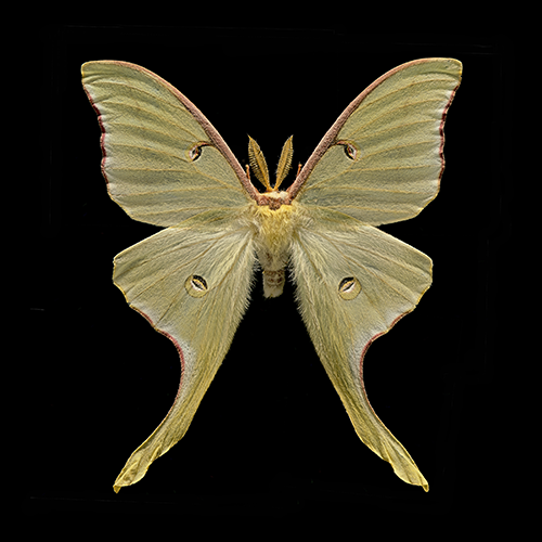 Actias_luna_final_STRIP_7_5 in.png