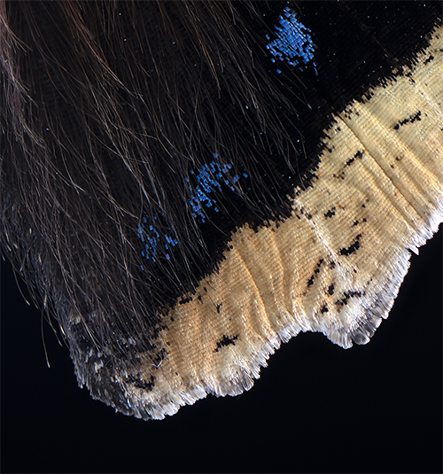 N antiopa corner 500.png