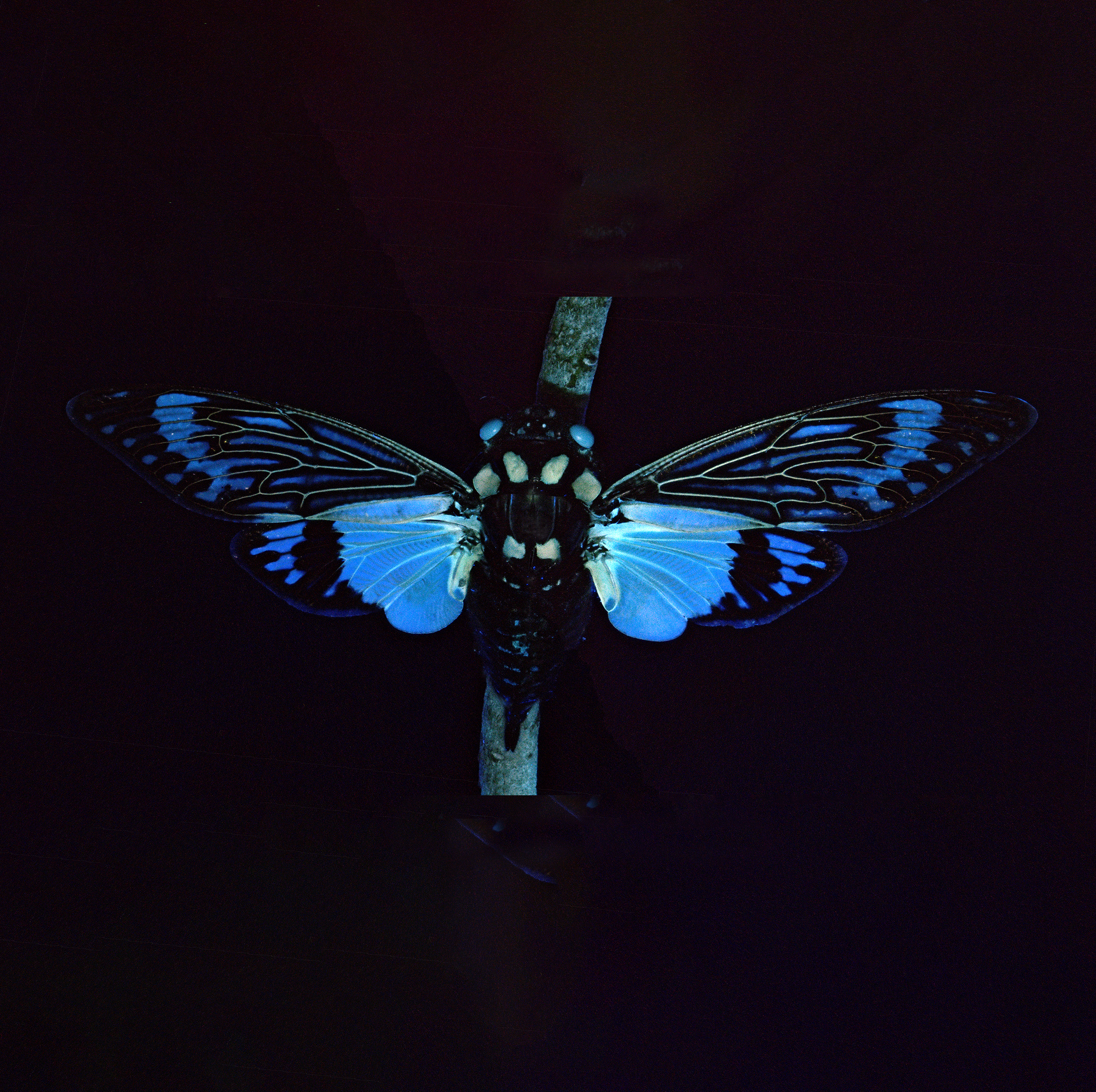 Tosena splendida - Blue Wing cicada, wingspan 5 in (12.5 cm), S.E. Asia, in UV light