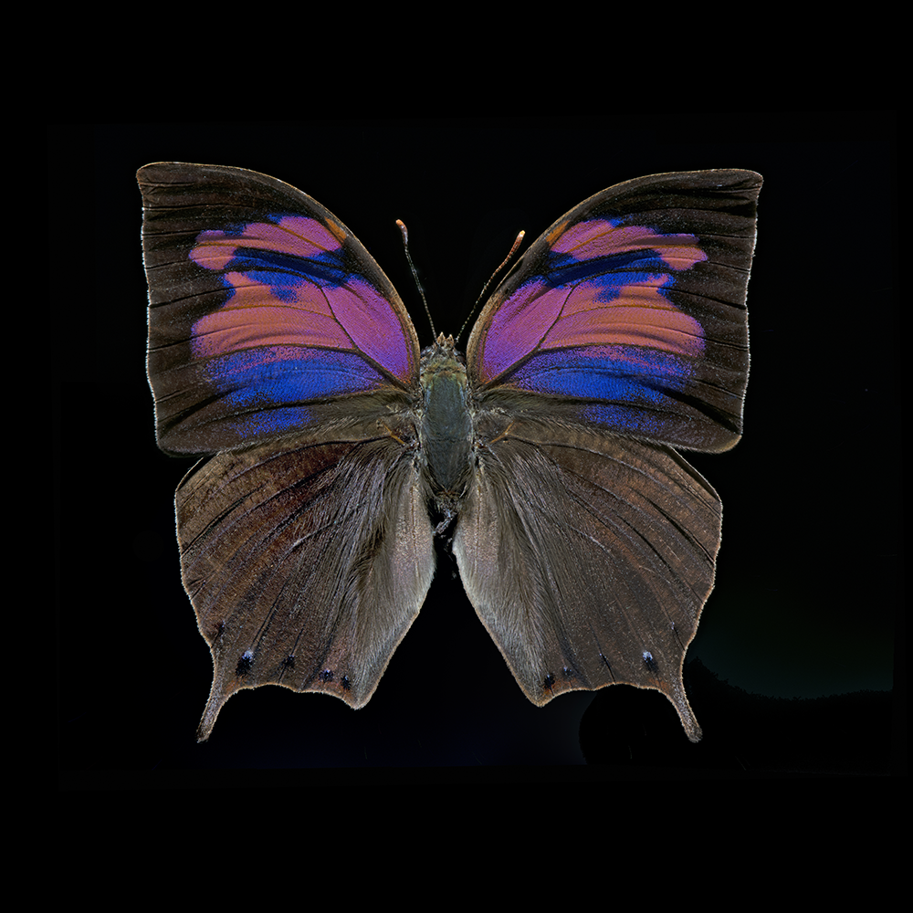 Anaea nessus_1000x1000.png