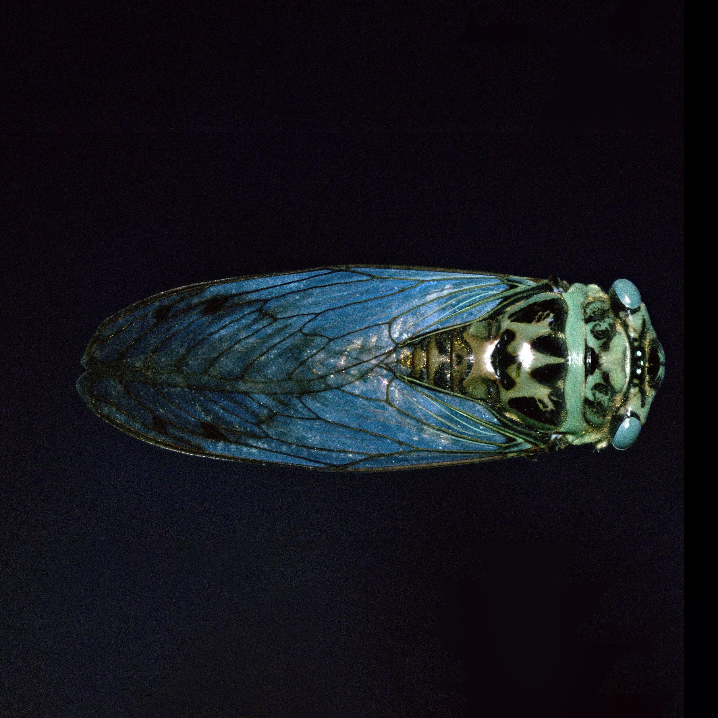 Quesada gigas - Giant cicada, wingspan 7 in (18 cm), North, Central, South America, in UV light