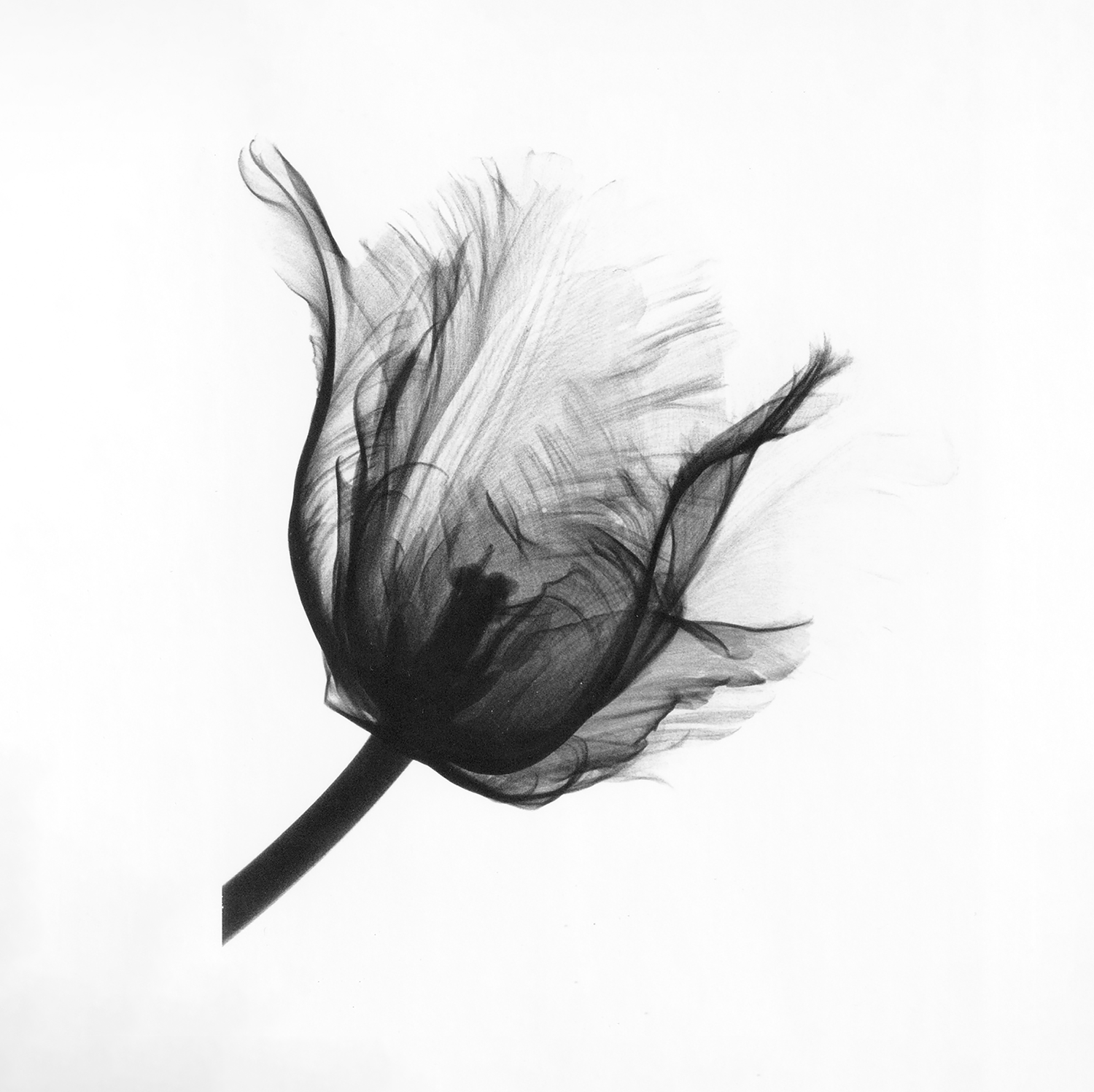 TULIP web.png