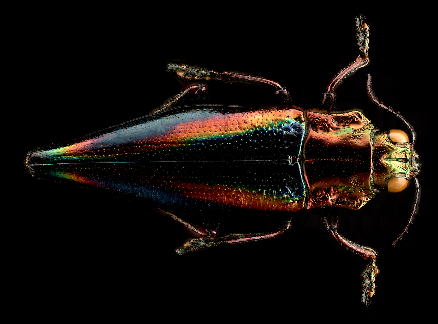 Cyphogastra javanica blue-red rainbow buprestid Java_E.png