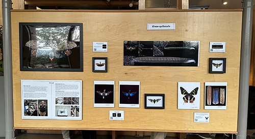Display board showcasing various butterfly specimens and close-up photographs of butterflies, with informational text and labels.