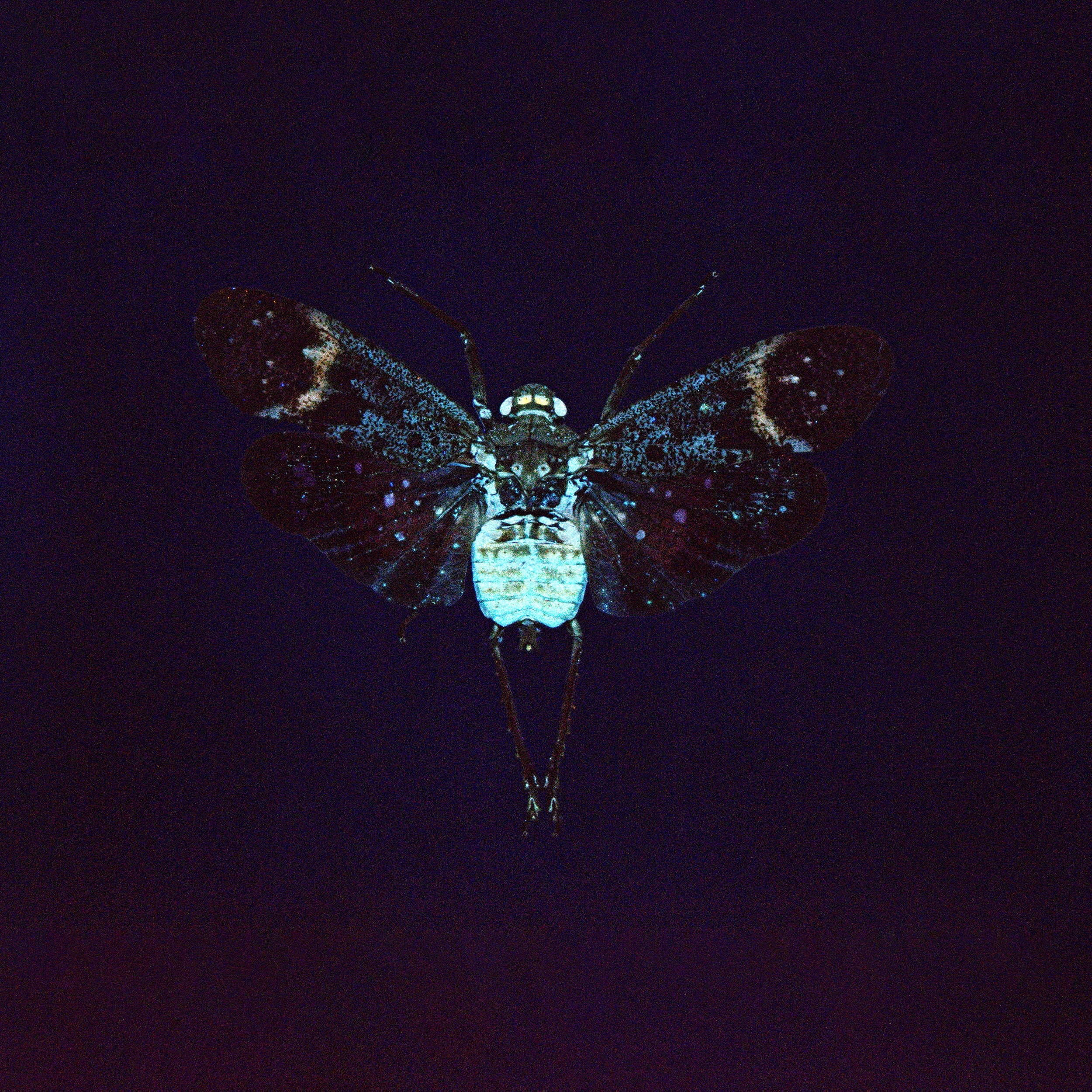 Penthicodes farinosus lanternfly, wingspan 2 in (5 cm), Malesia, in UV light