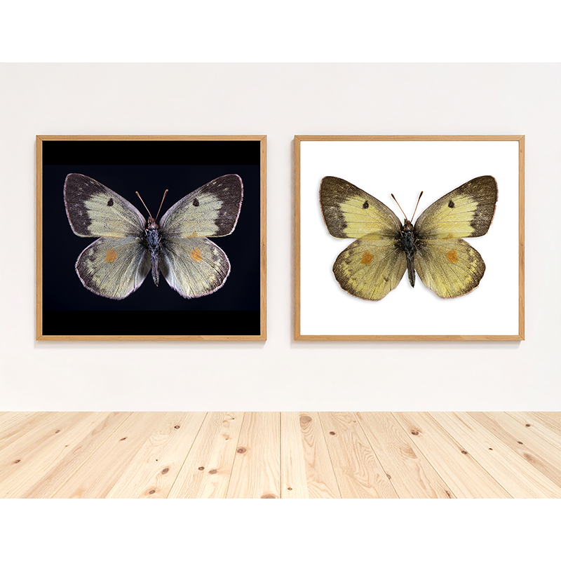 Colias eurytheme in store.png